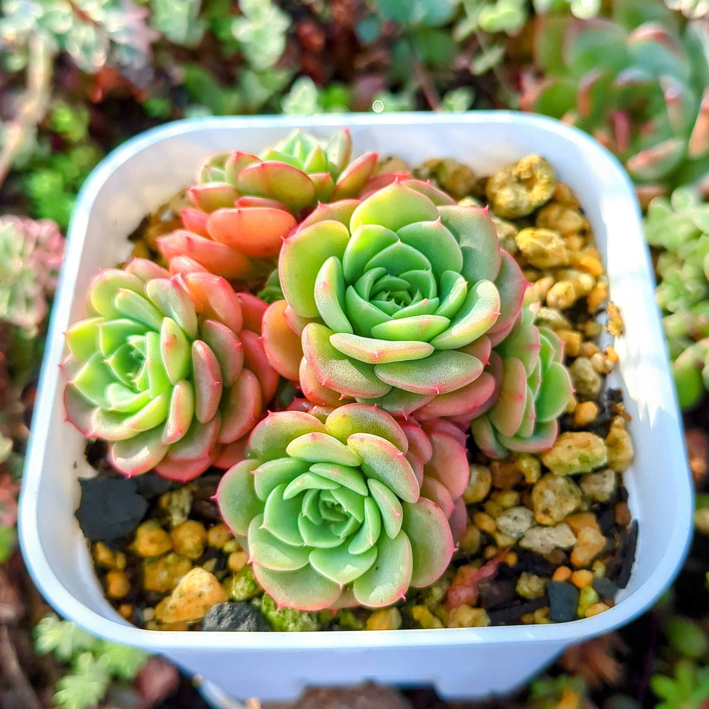 エケベリア スリョン(抜き苗) | 多肉植物のネットショップ ST Farm エケベリア スリョン(抜き苗) | 多肉植物のネットショップ ST Farm