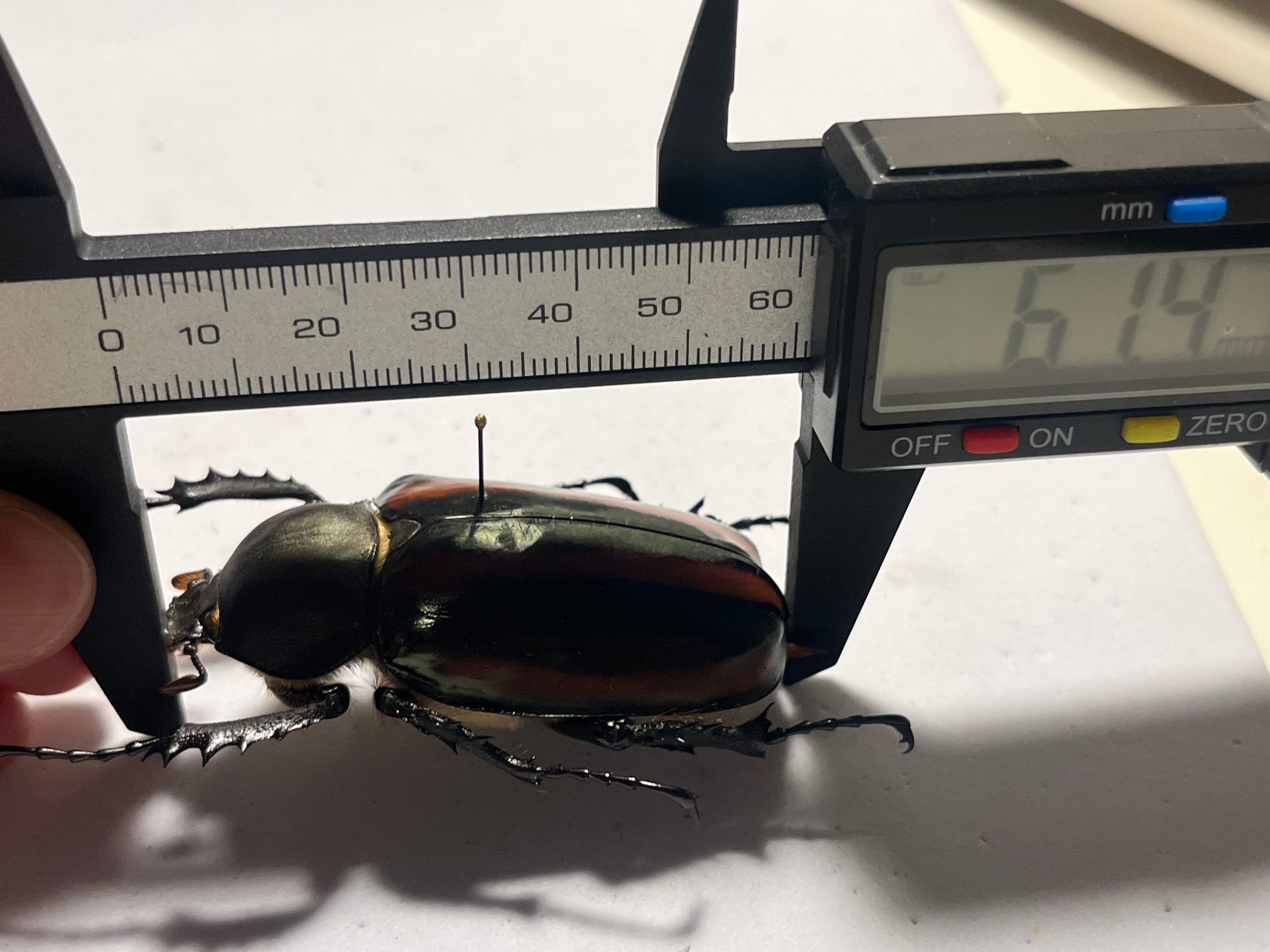 手長黄金最高峰】セスジドウナガテナガコガネ ♀標本 プラチナコガネ