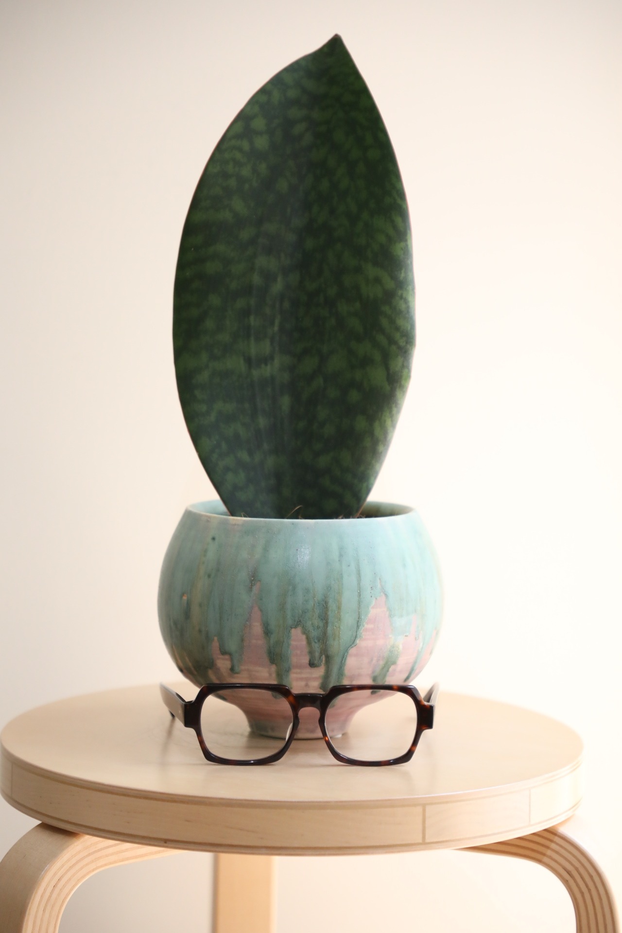 【M】サンスベリア マッソニアーナ/Sansevieria Masoniana