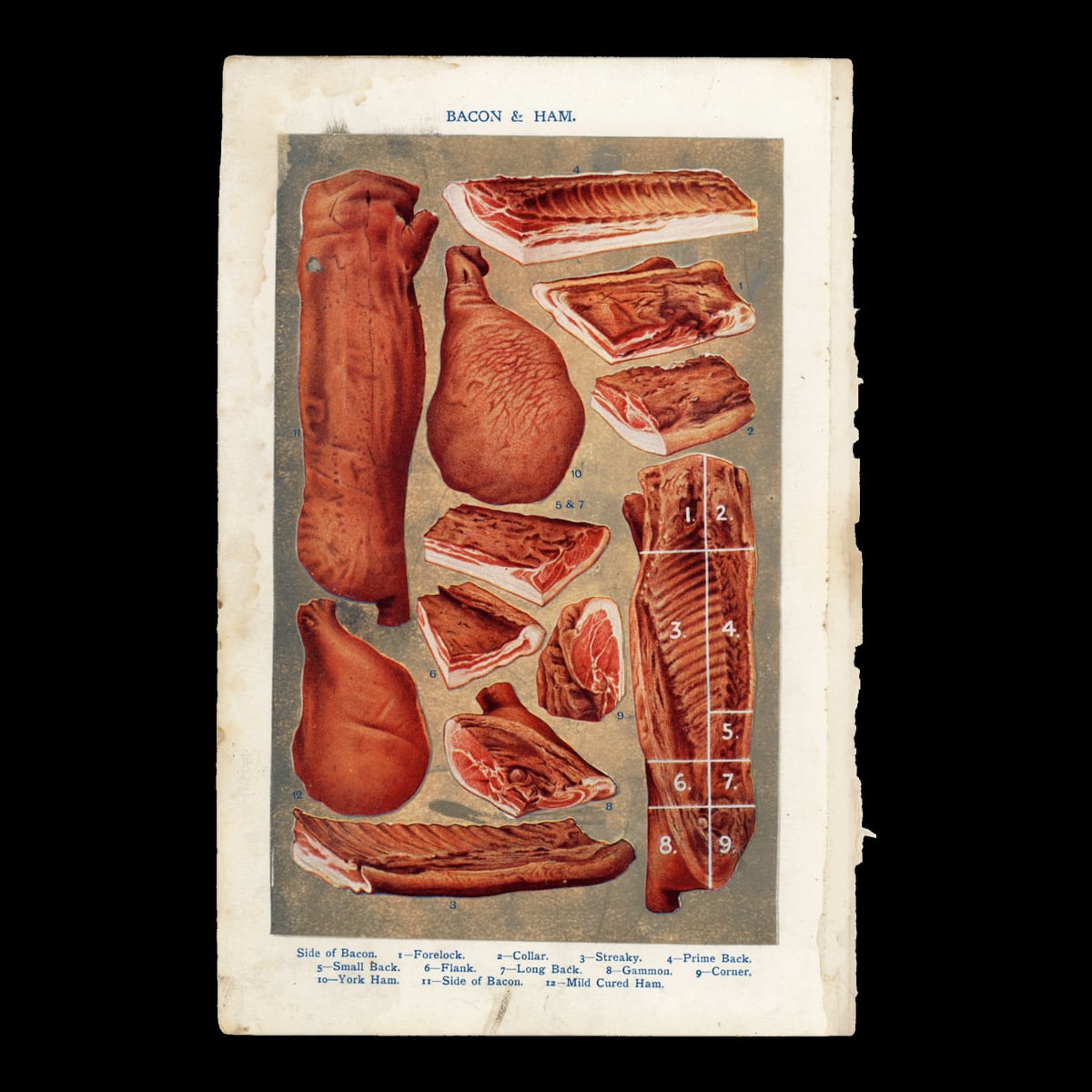 【1914年】英国アンティーク食の図版|ベーコンとハム BACON & HAM