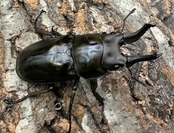 【F0】《ローゼンベルグオウゴンオニ 65mm ペア》