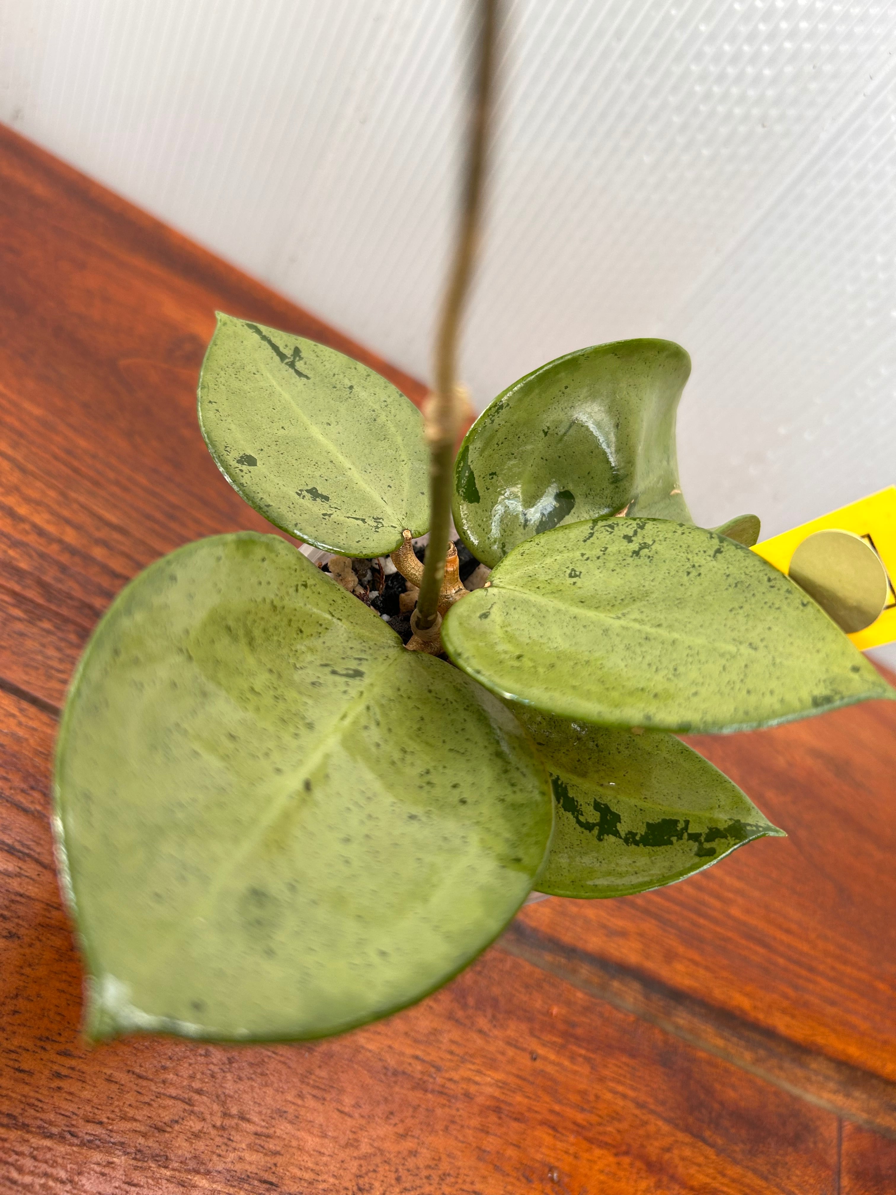 Hoya | BALI-AN 園芸