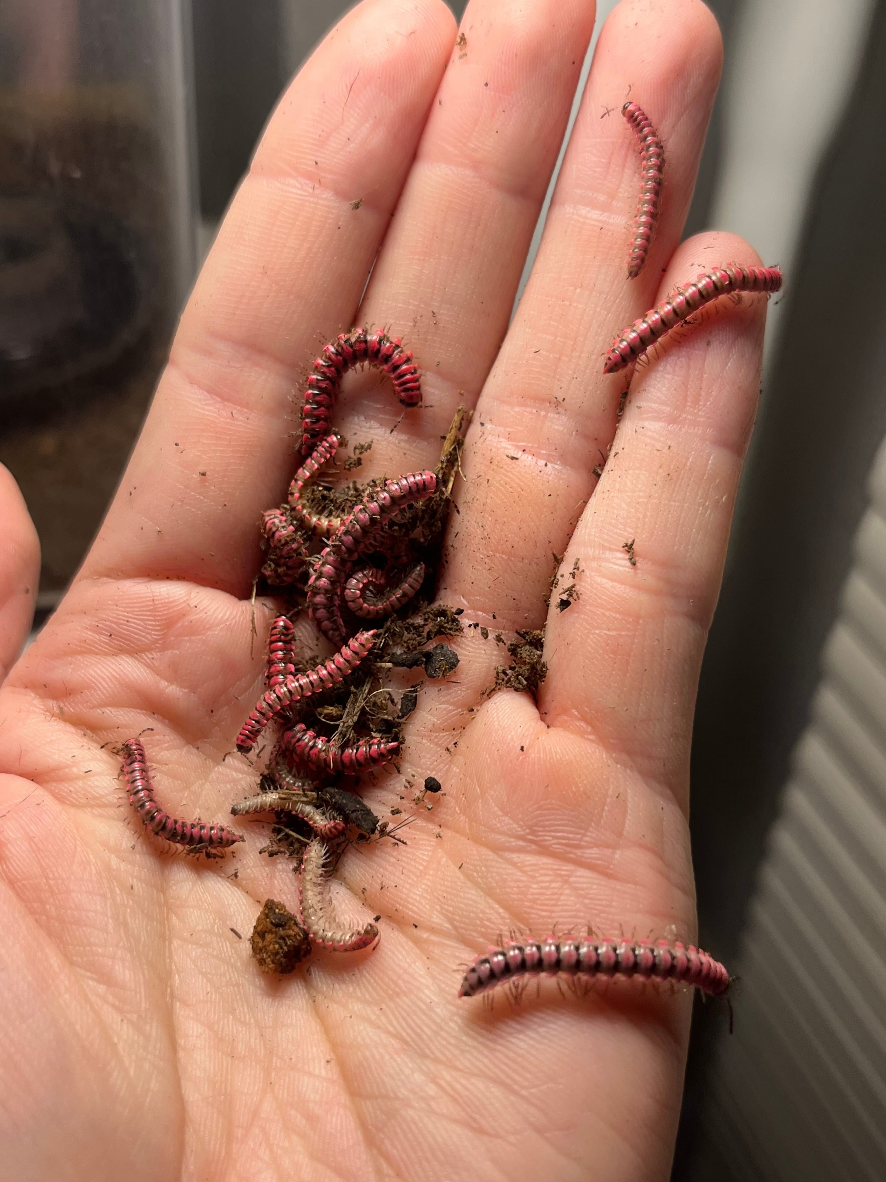 5匹】ピンクドラゴンミリピード ピンクスパイクミリピード ヤスデ