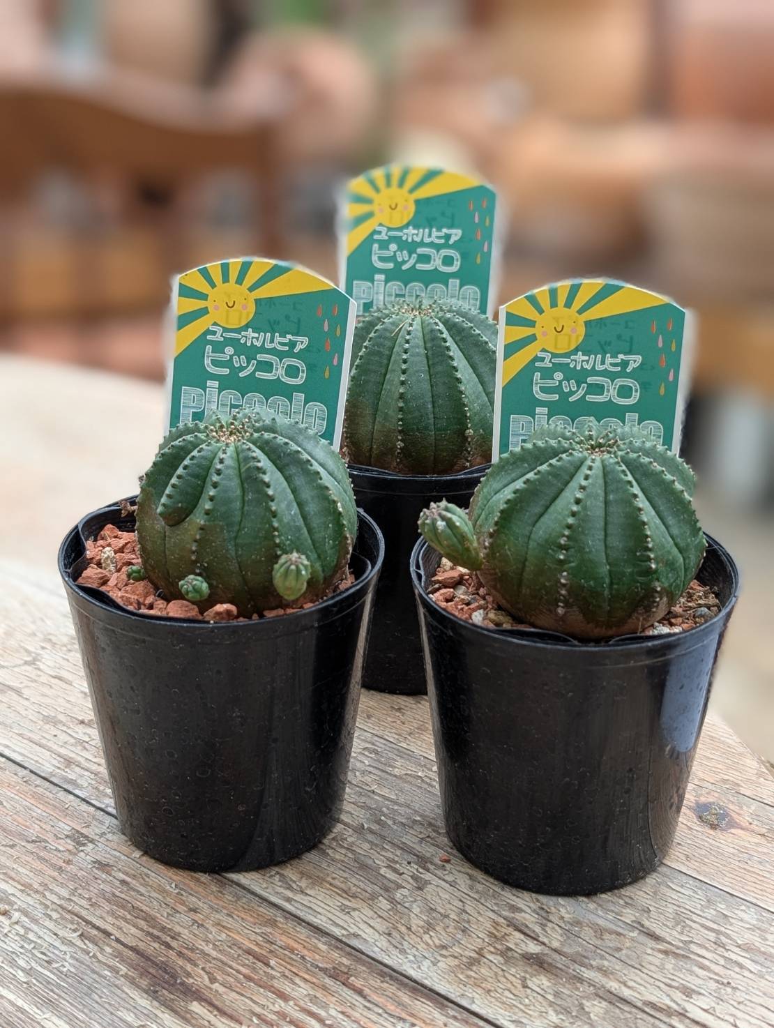 【高騰品種】3 ユーフォルビア オベサ ピッコロオールド 錦 極上斑