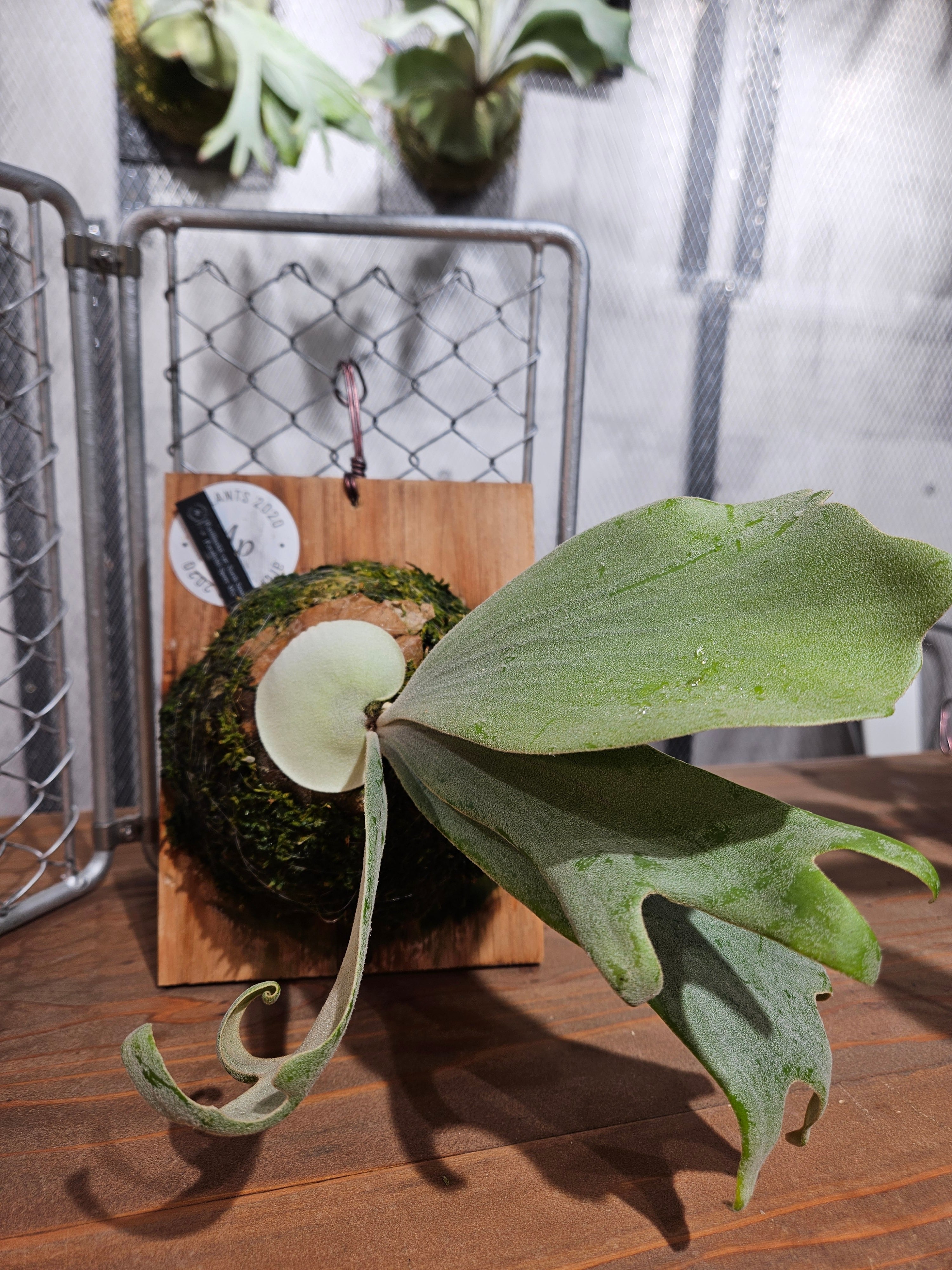 P.Willinckii North Smatra (KFL)× .P.wallchii 【artPLANTs