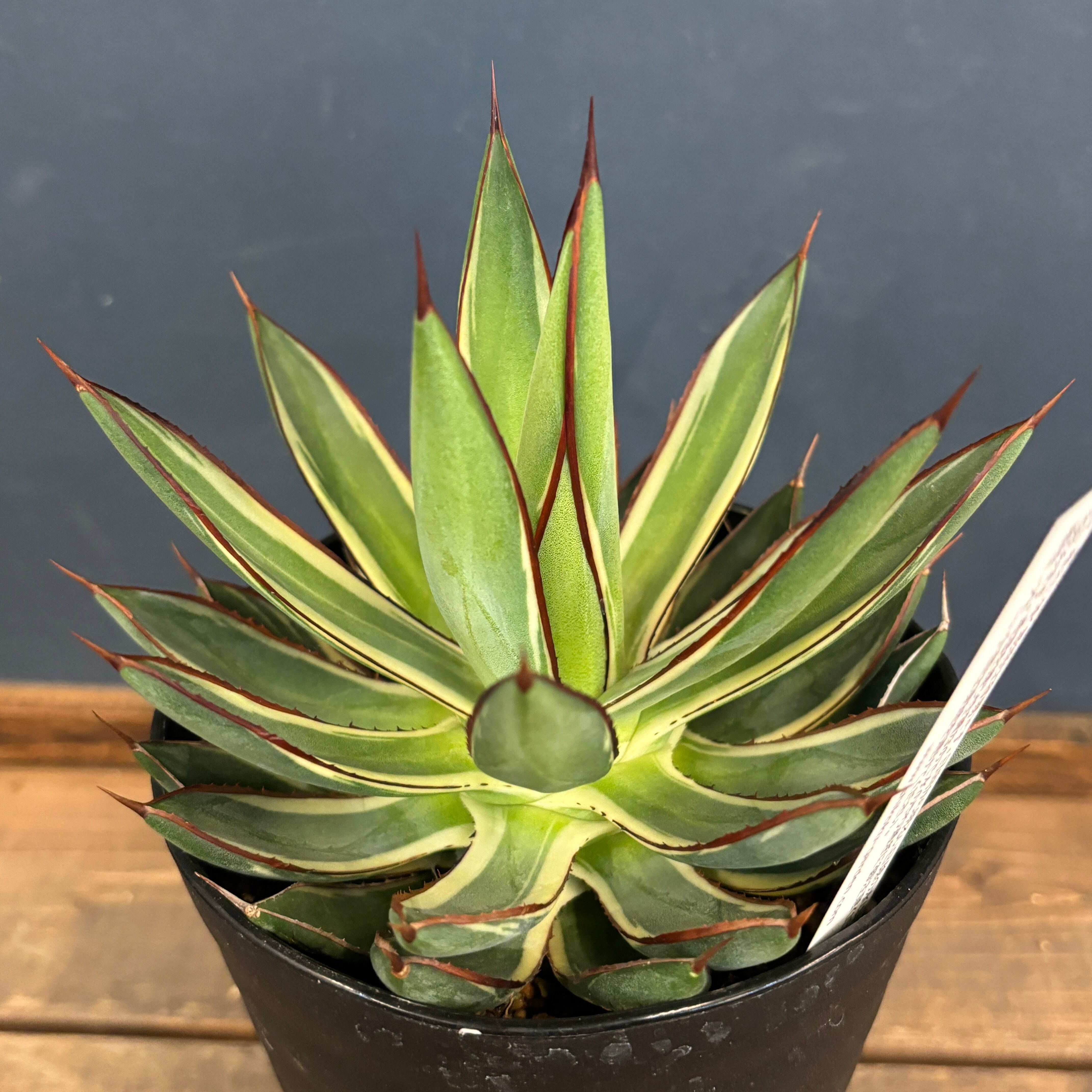 アガベ バーントバーガンディ 覆輪斑【117】 | PROTOLEAF プロトリーフ