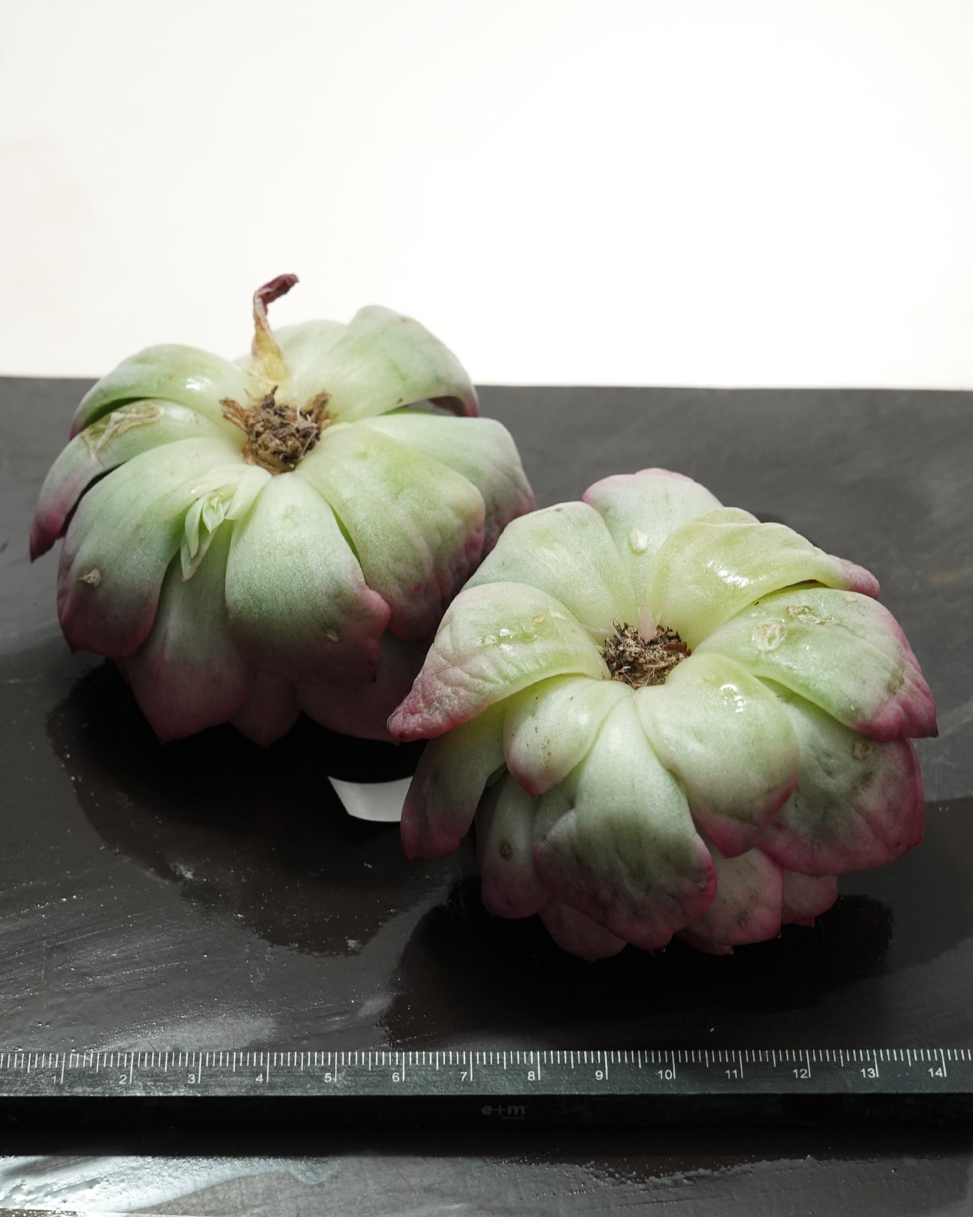 発根済カット苗 フロリディティール錦 Echeveria 'Floridity