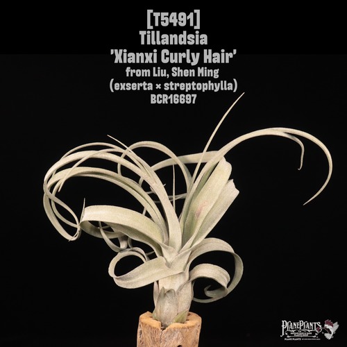 【送料無料】'Xianxi Curly Hair'〔エアプランツ〕現品発送T5491