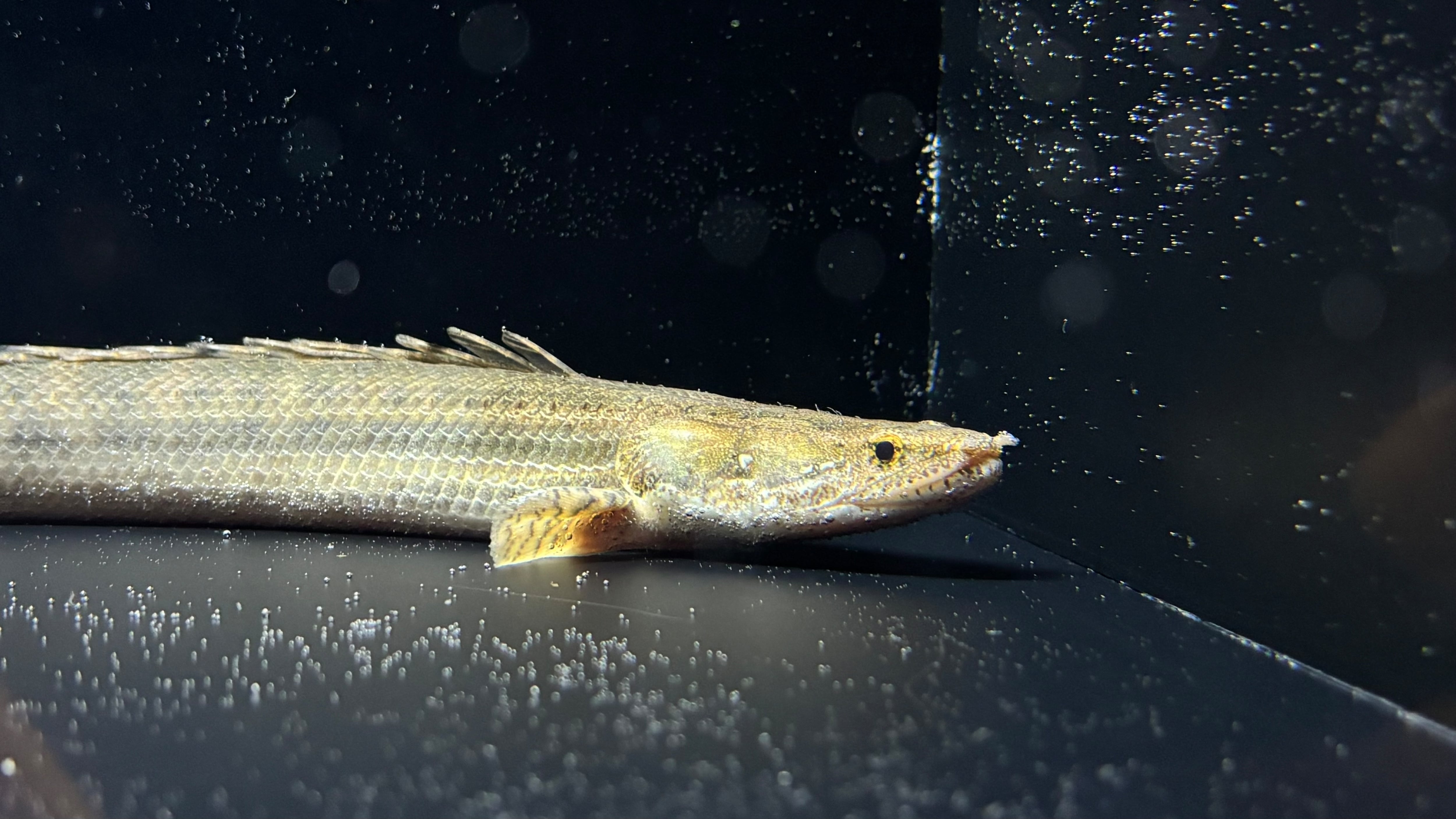 ポリプテルス | アフリカ熱帯魚専門店わいるどもん