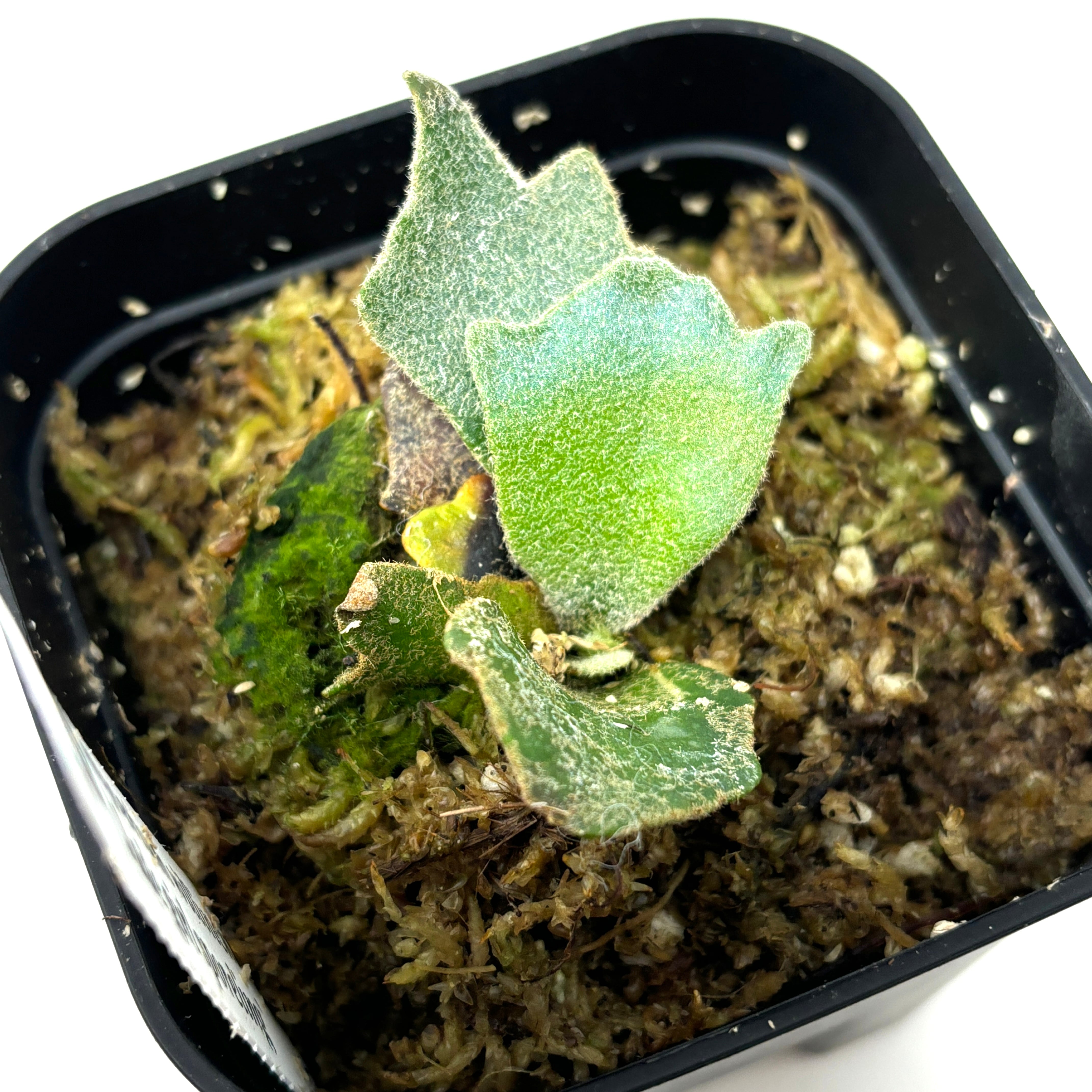 ビカクシダ ジェイドガール P. willinckii 'Jade Girl' spore ビカクシダ ジェイドガール P. willinckii 'Jade Girl' spore