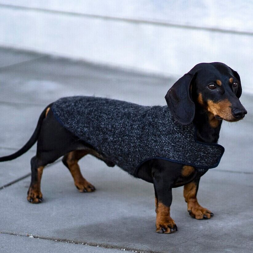 ピカソ（Piccaso) ウィンターコート Winter Coat Piccaso in grey