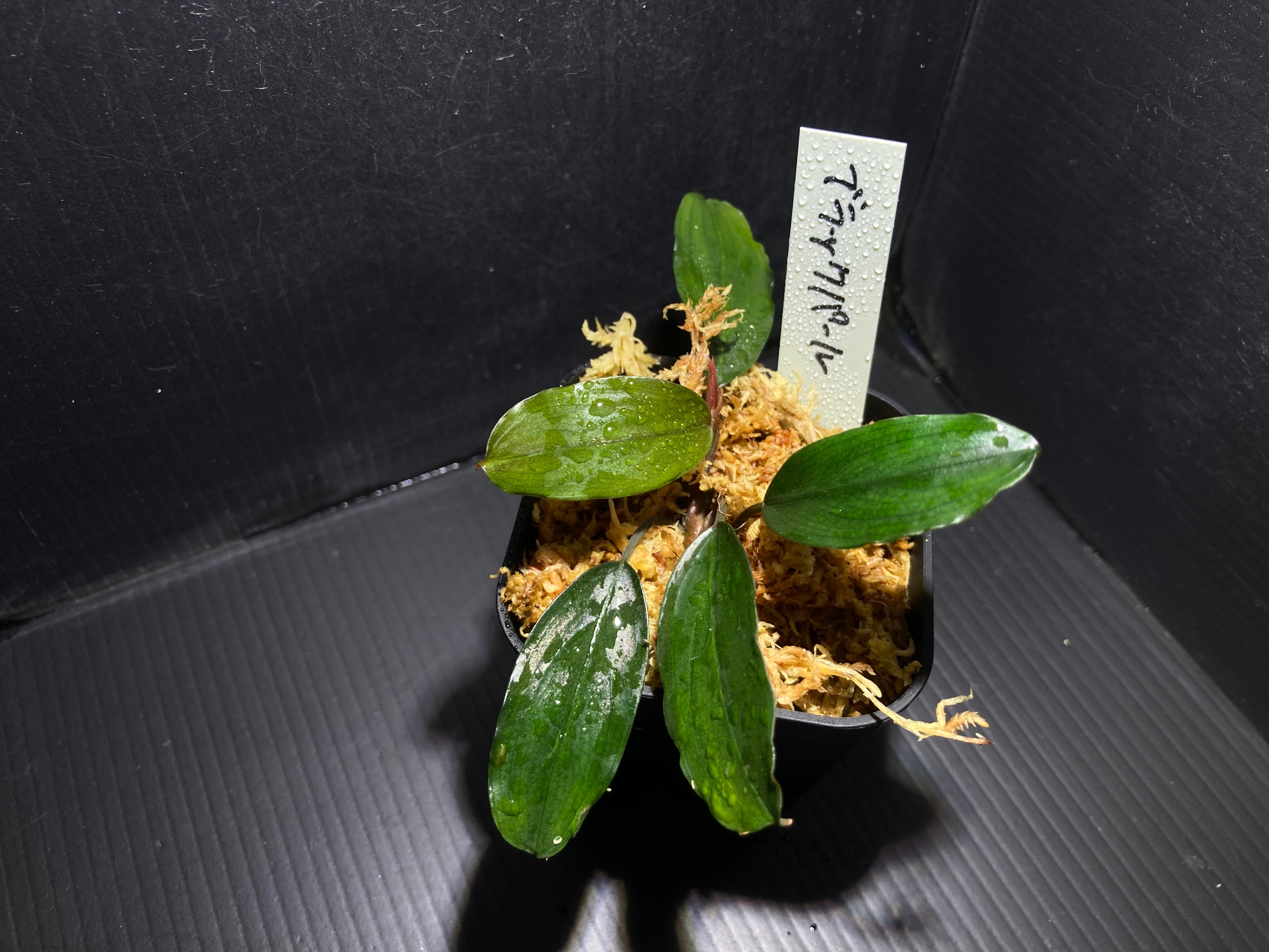 ブセファランドラ | AquaFocus