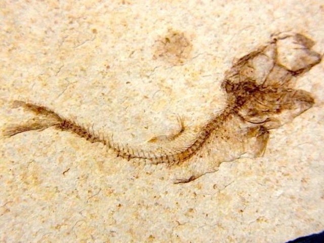 【 化石 】魚化石 Clupea ポーランド