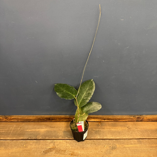 【クリアランス】ホヤ versteegii【348】 【クリアランス】ホヤ versteegii【348】