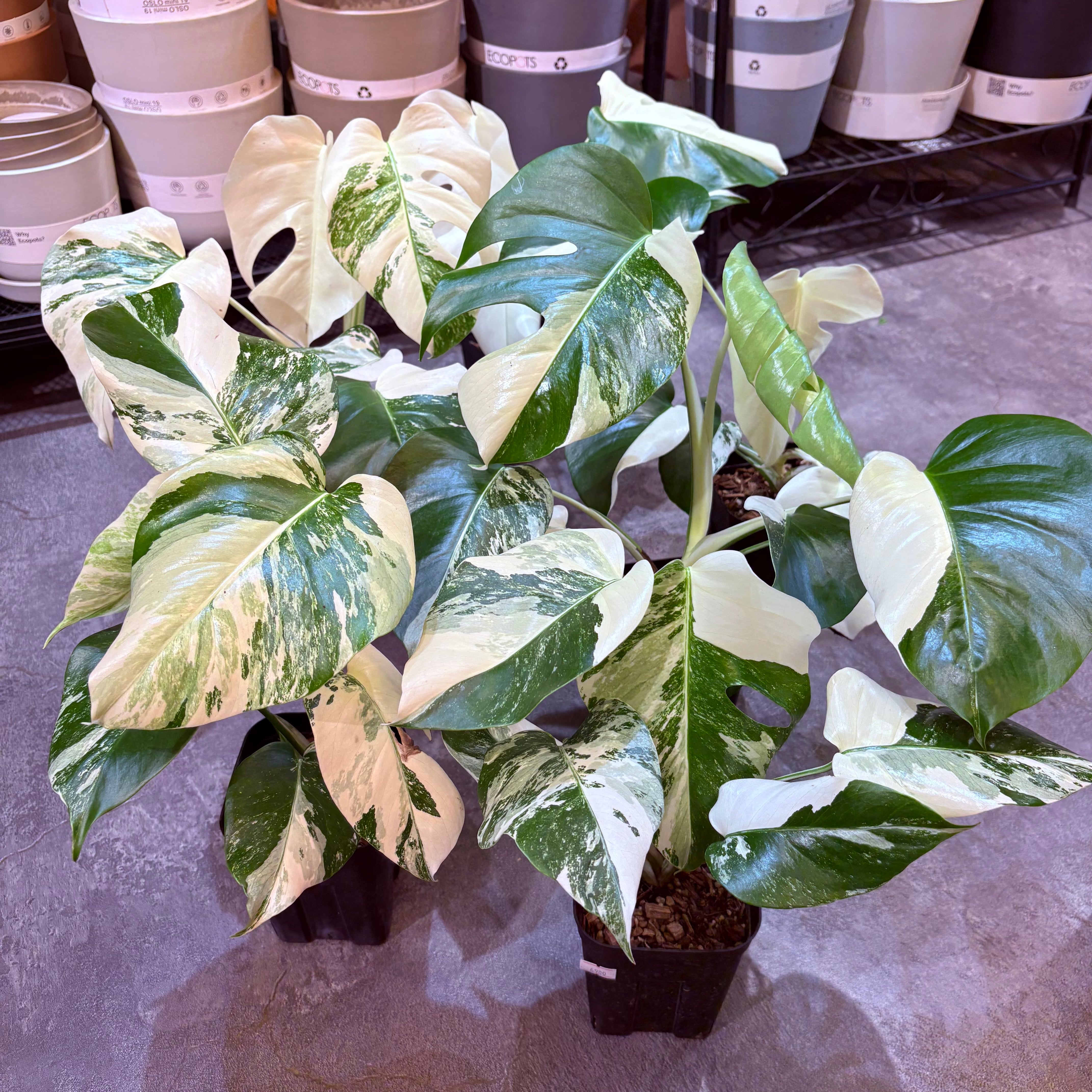 モンステラ ボルシギアナ斑入り 4号 | Green Vibes 宇都宮市の観葉植物