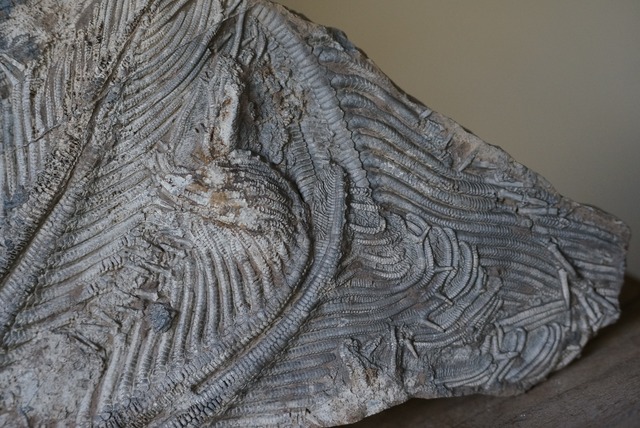 ウミユリ化石 Crinoid Fossil 3