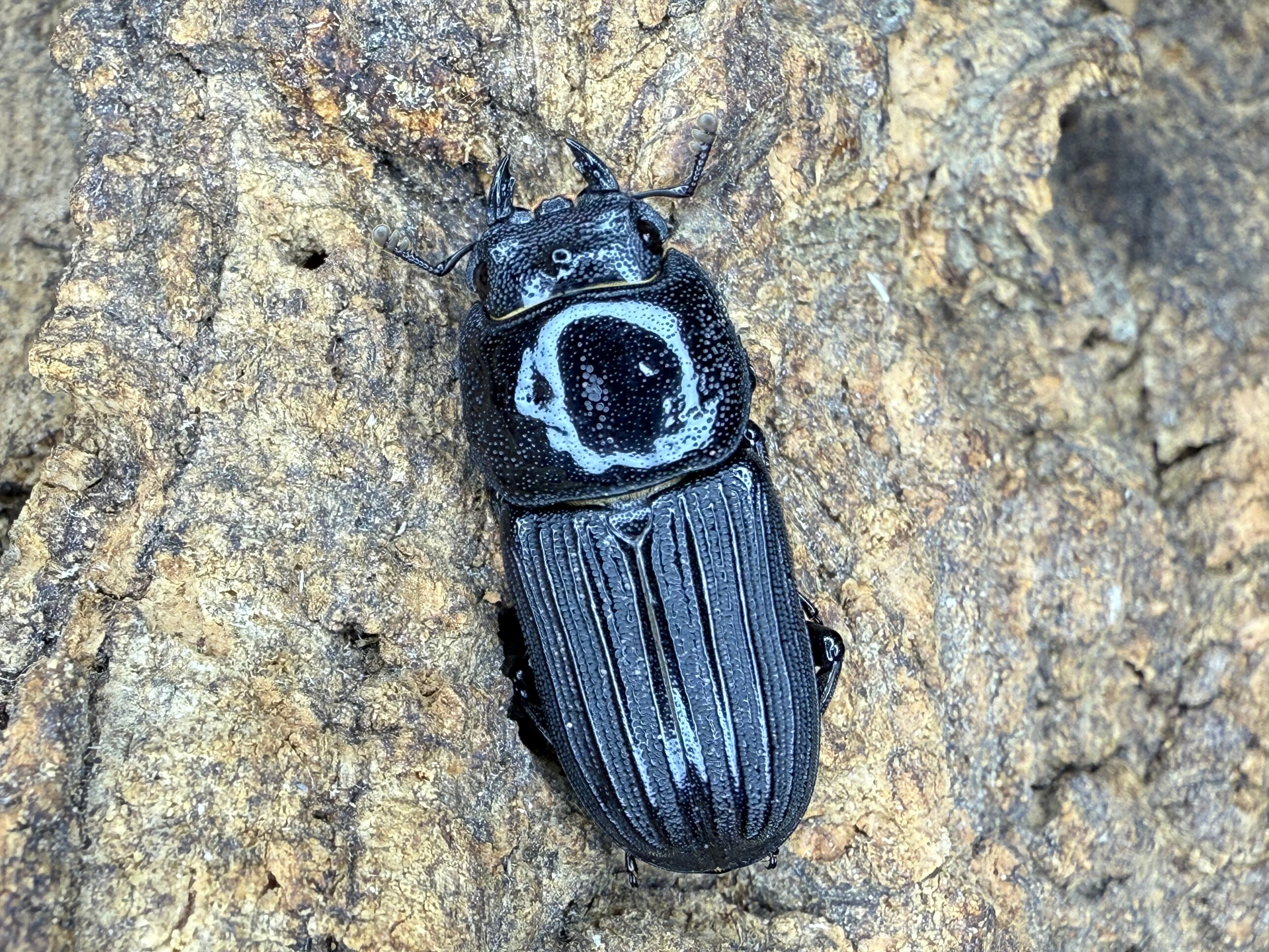 オオクワガタ  ペア（新成虫）➂ 新成虫】ミントオオクワガタ 成虫ペア | dream insect