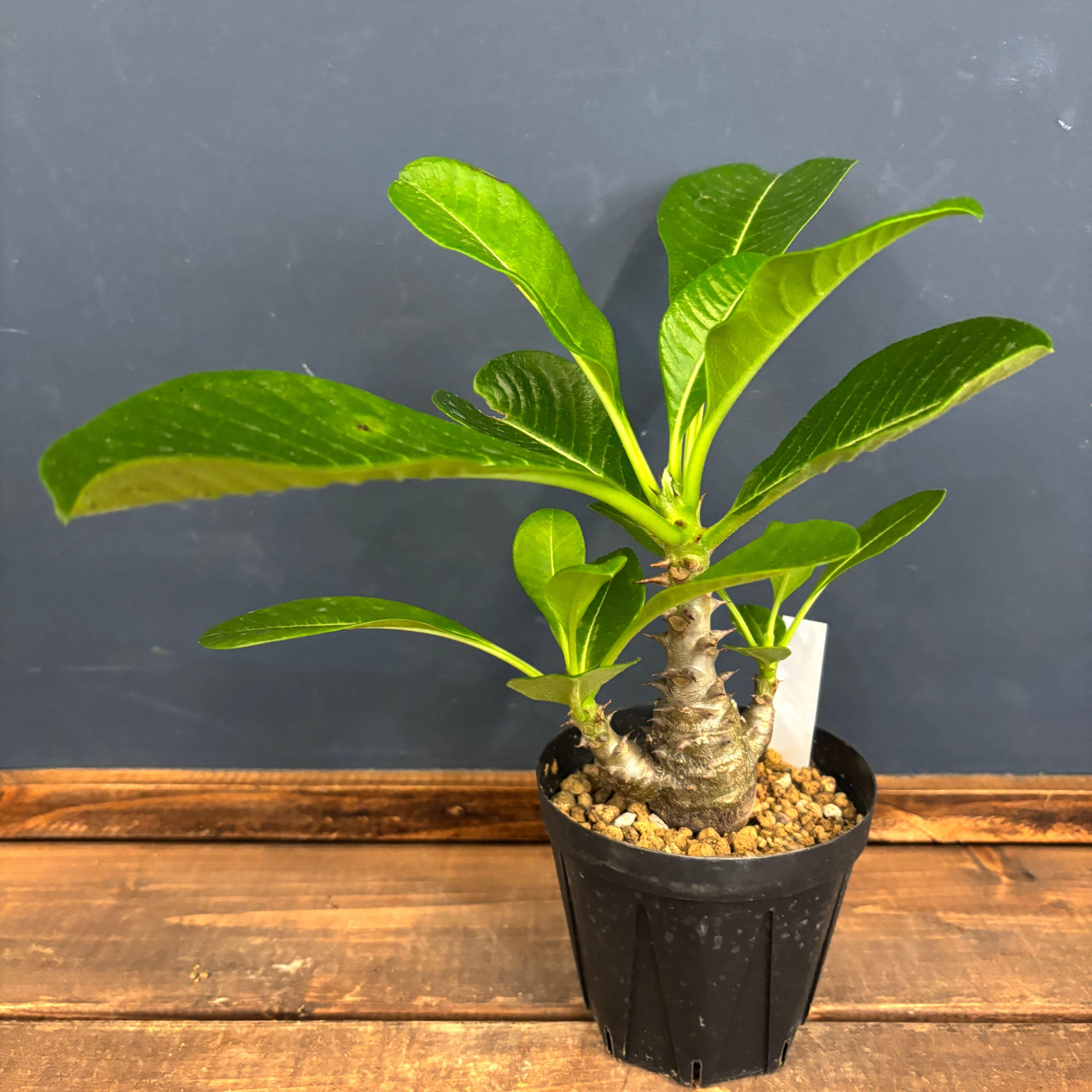 パキポディウム ウィンゾリー　＊総決済セール＊複数購入割引 パキポディウム ウィンゾリー【637】 | PROTOLEAF プロトリーフ