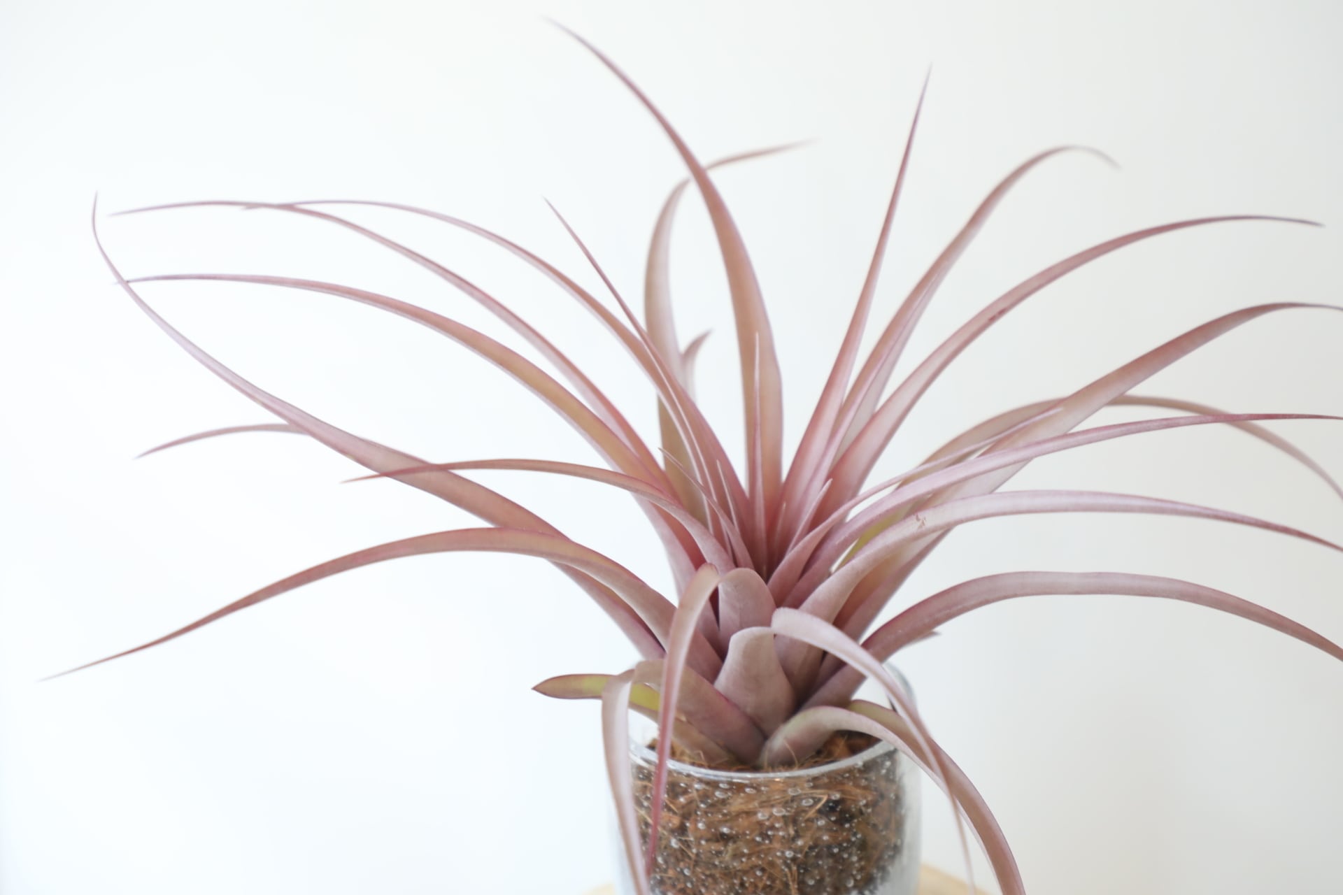 チランジア・ セントレア・スカイリーフ ※ガラスポット付き