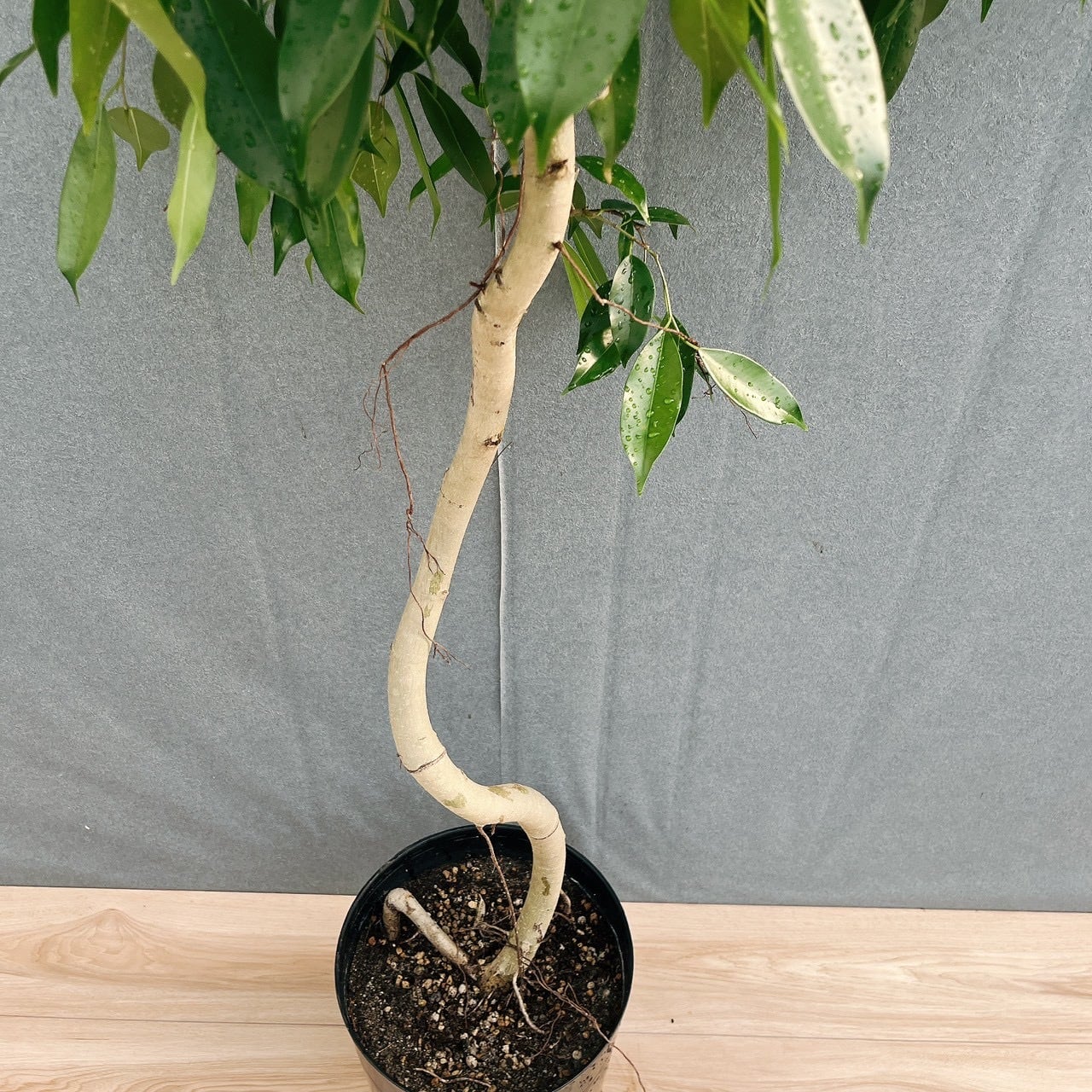 現品］【珍しい】12番 フィカス ベンジャミン ヌダ 9号 観葉植物 大型