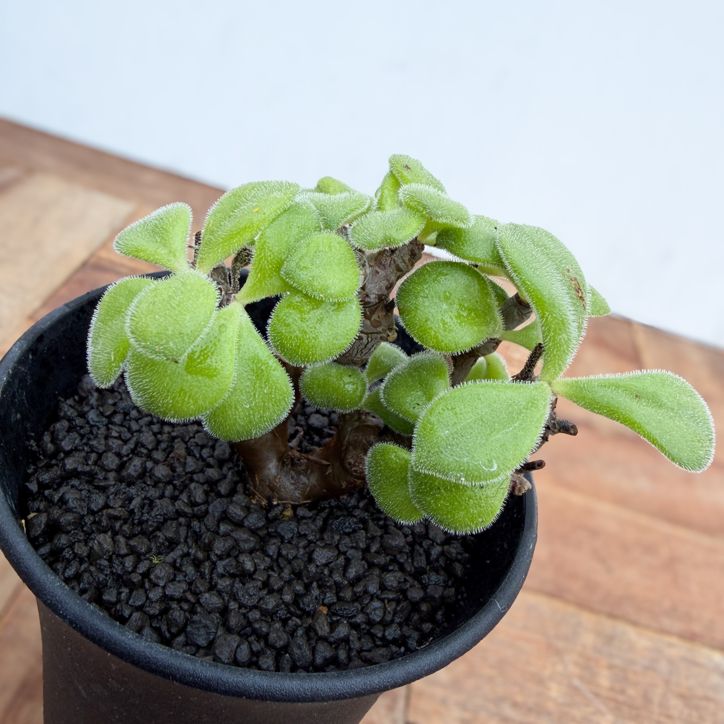 Tylecodon leucothrix【チレコドン・レウコスリクス】 | RIMO'S GREEN