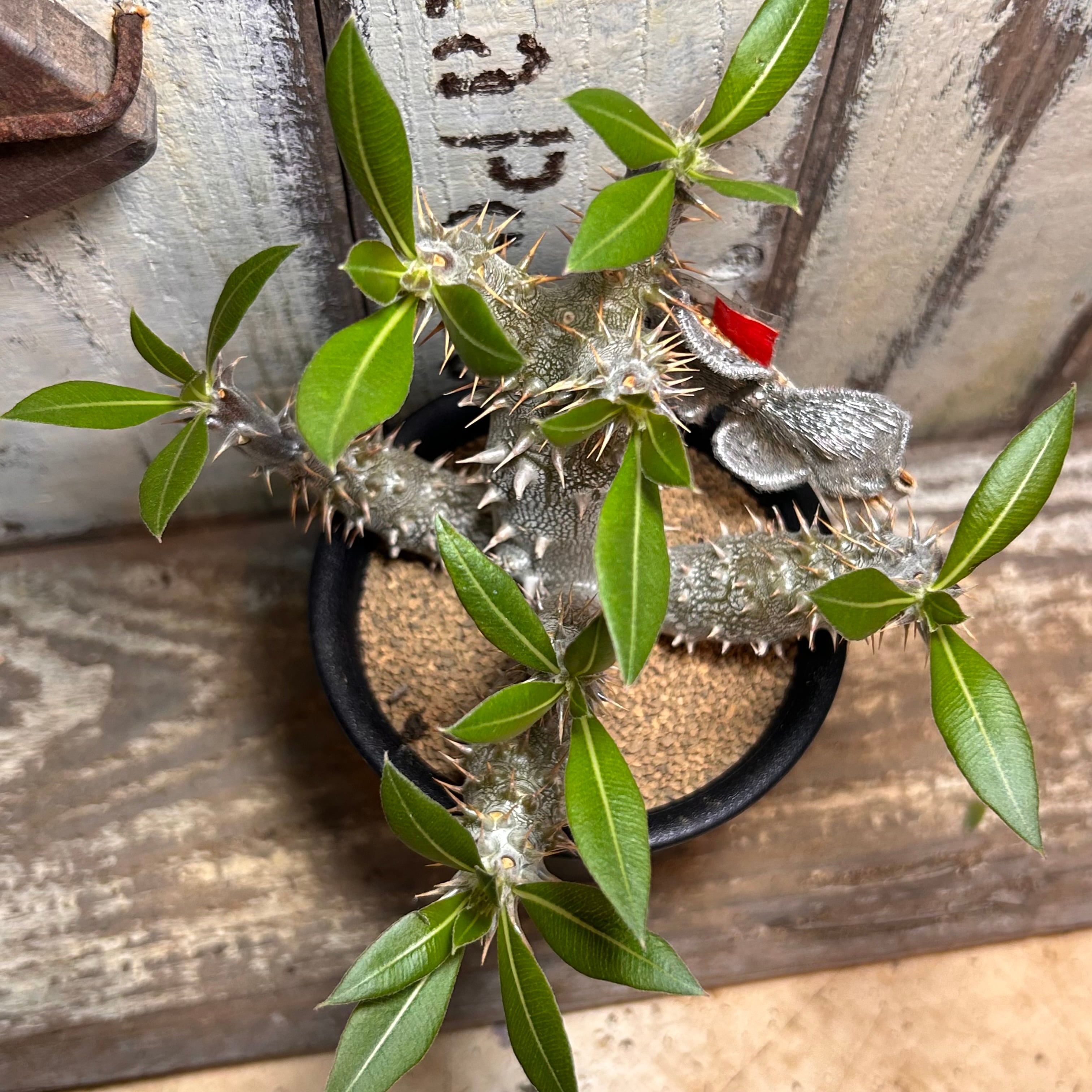 T)パキポディウム 恵比寿大黒(夏型) | RuPo 多肉植物専門店
