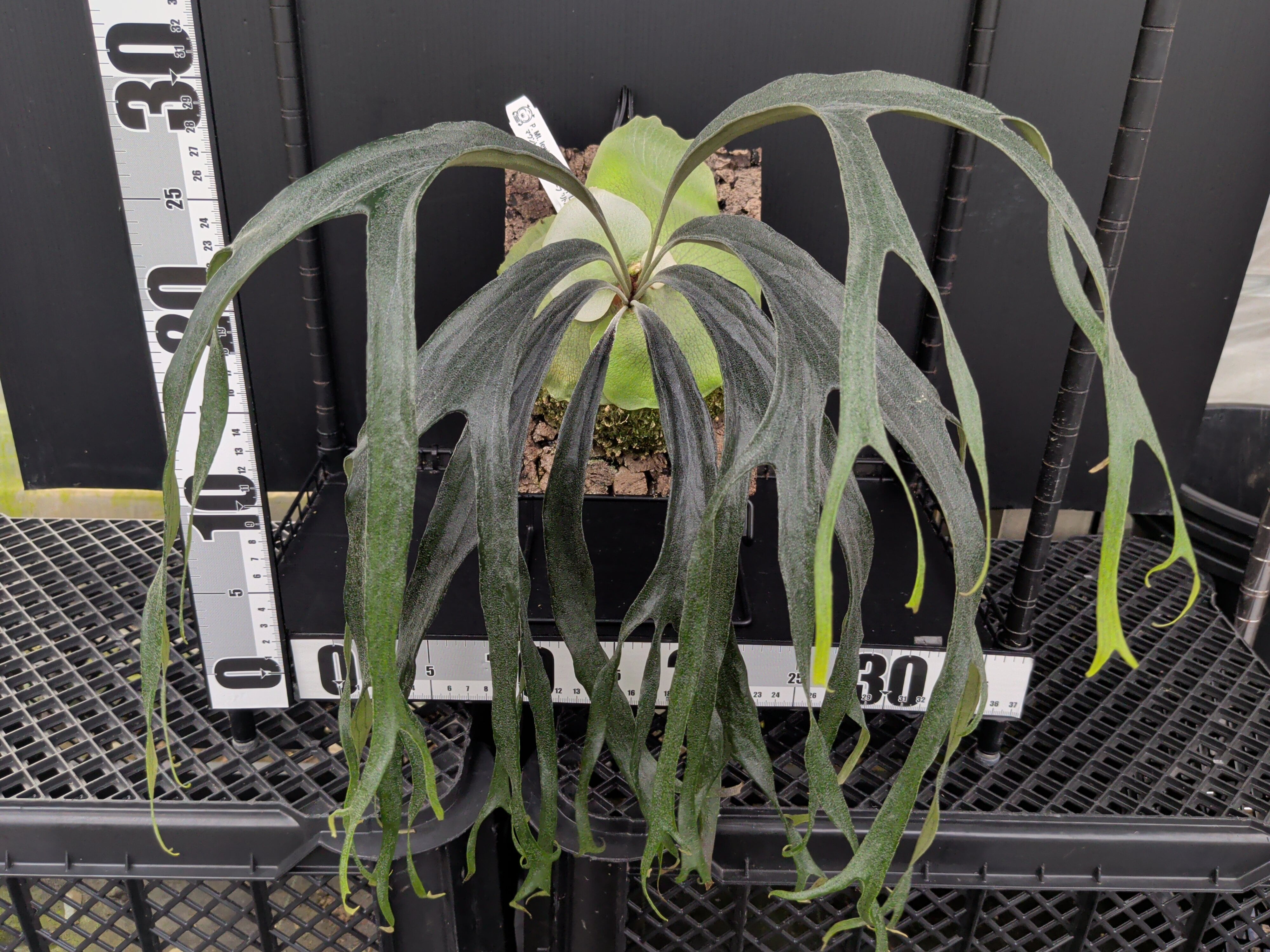 P. Mt. lewis thin & dwarf 'Little kitty' (TC) | 新垣洋らん園