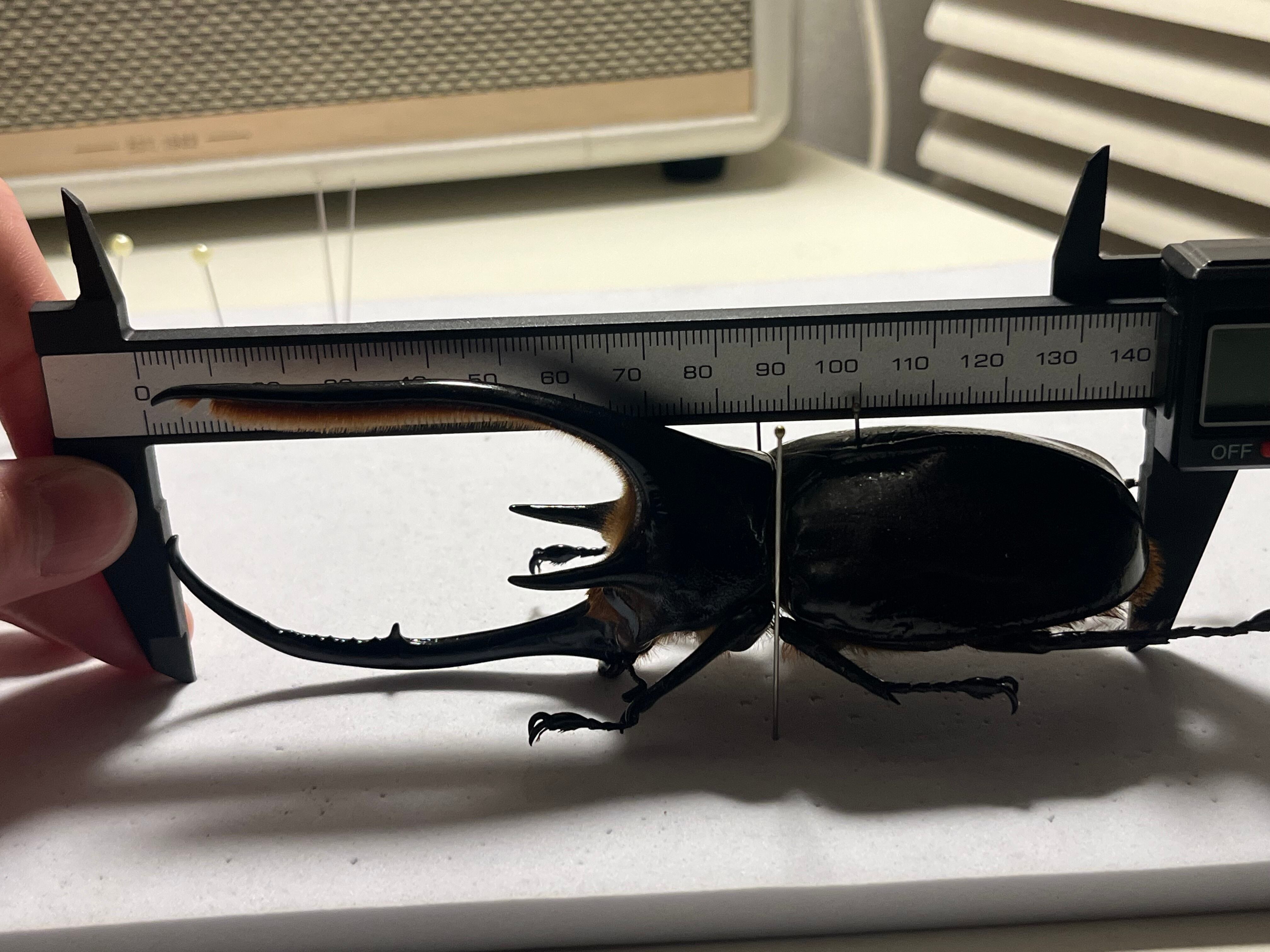 140mm】ネプチューンオオカブト 標本 Dynastes neptunus ♂ヘラクレス