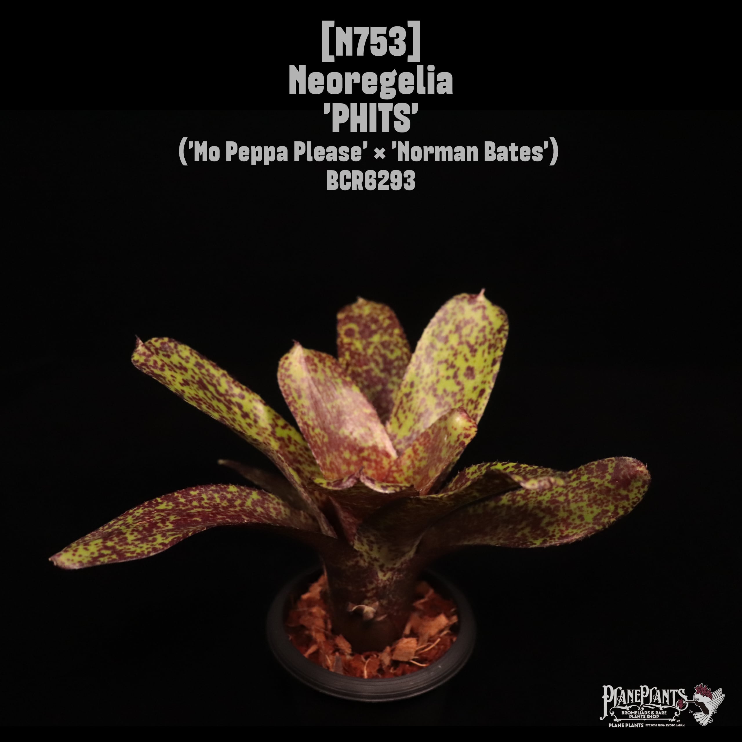 送料無料】Neoregelia 'Lucifer'〔ネオレゲリア〕現品発送N0320