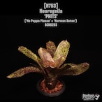 Neoregelia 'PHITS'〔ネオレゲリア〕N753