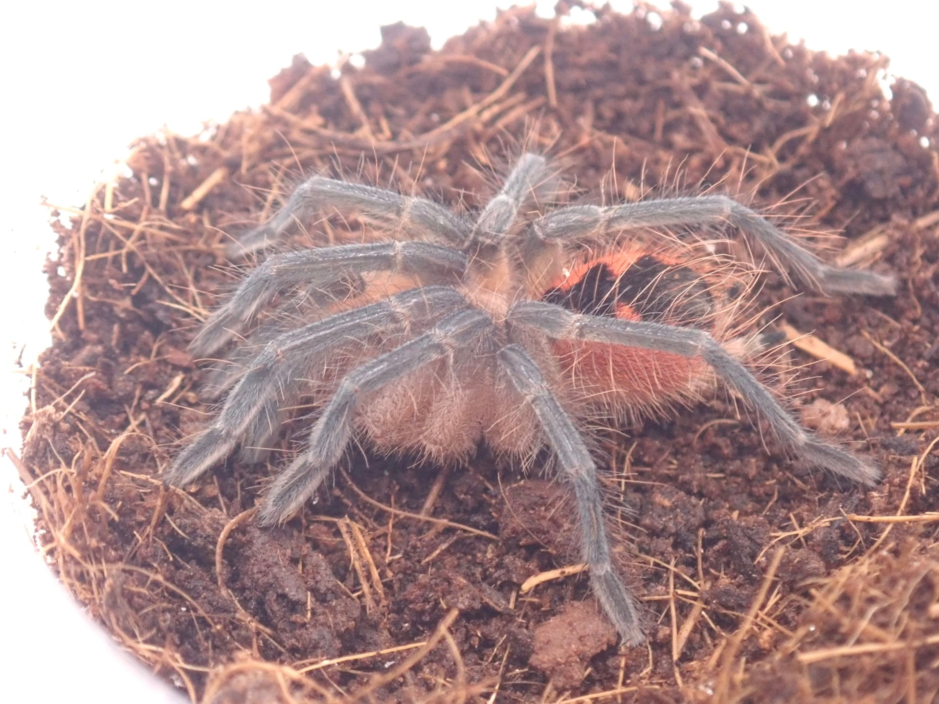 Pamphobeteus sp. Nopa 1匹 幼体 タランチュラ | Bug Bug bugs 【奇蟲