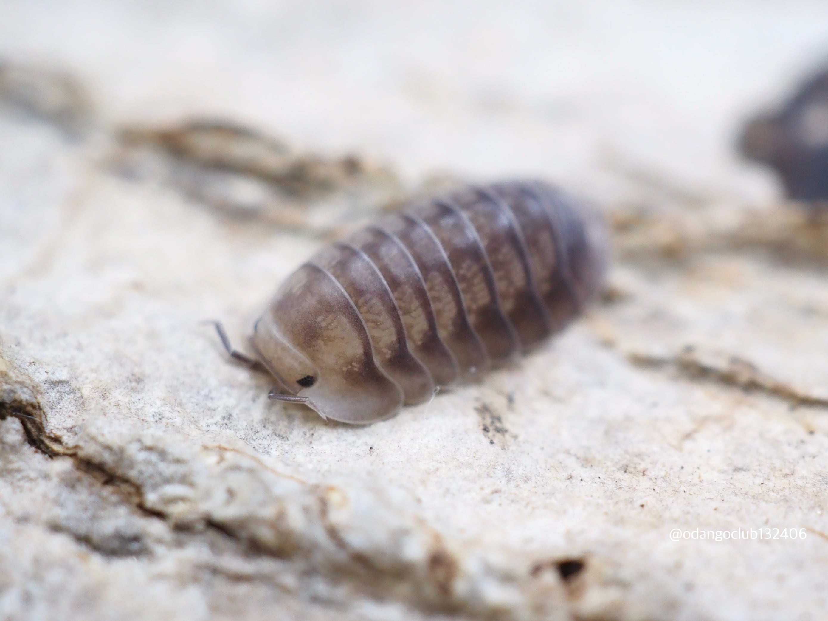 ホワイトフェイスブラックダイヤモンド 5匹 ダンゴムシ | おだんごくらぶ