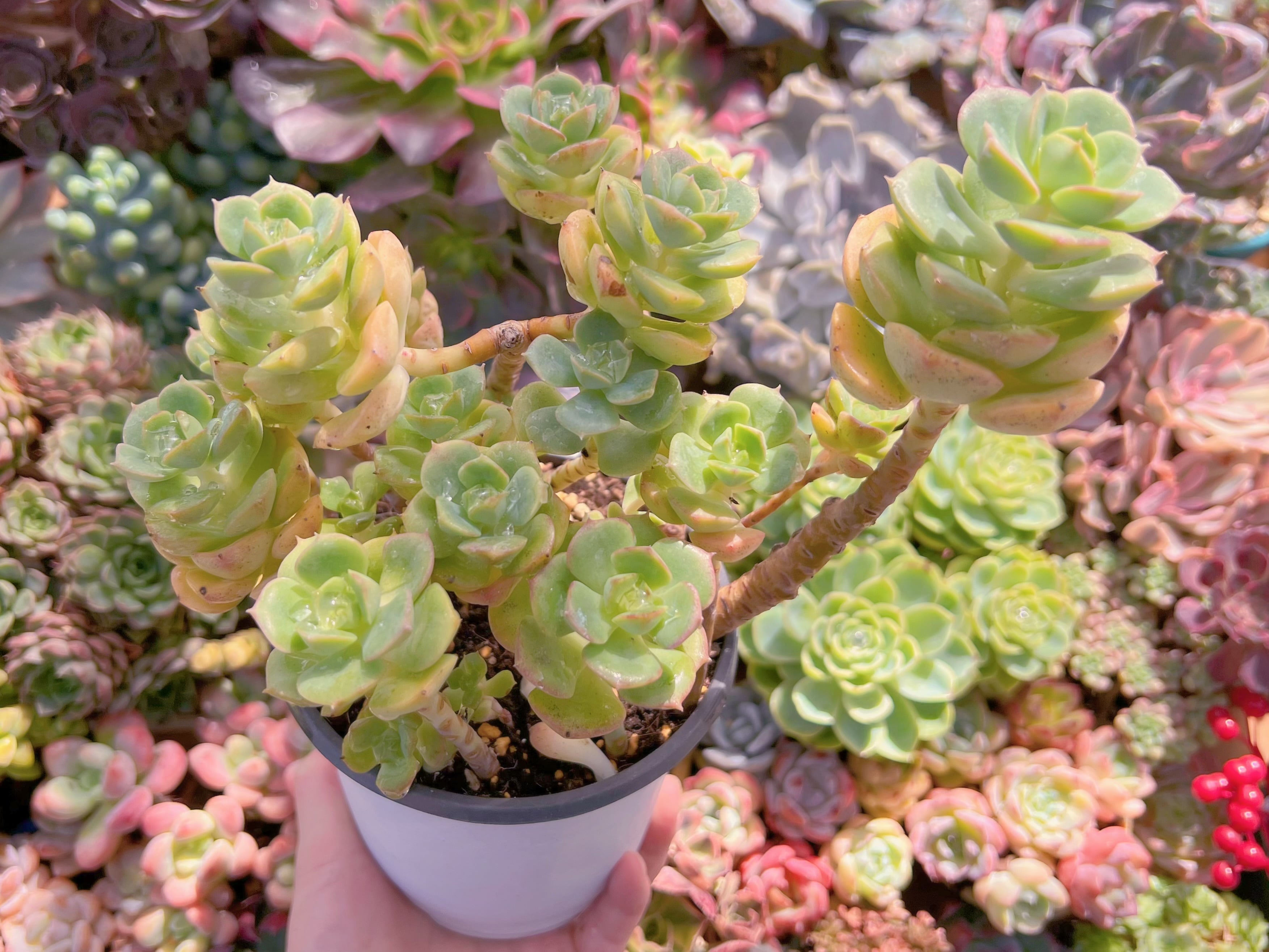 現品　Echeveria semnan#F006　群生　るる農園