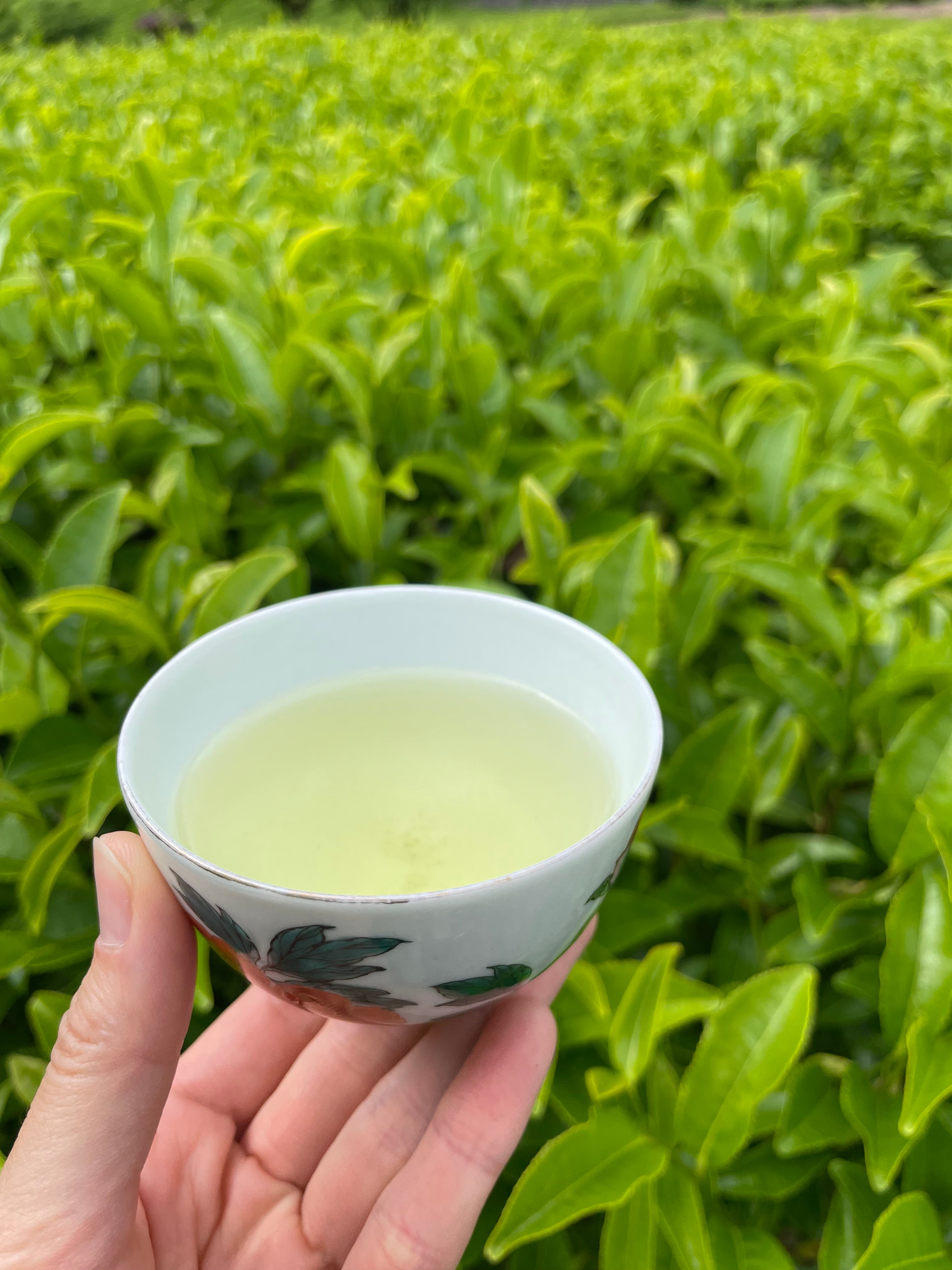 品種煎茶おくみどり 2024 30g | 鈴木茶苑 品種煎茶おくみどり 2024 30g | 鈴木茶苑