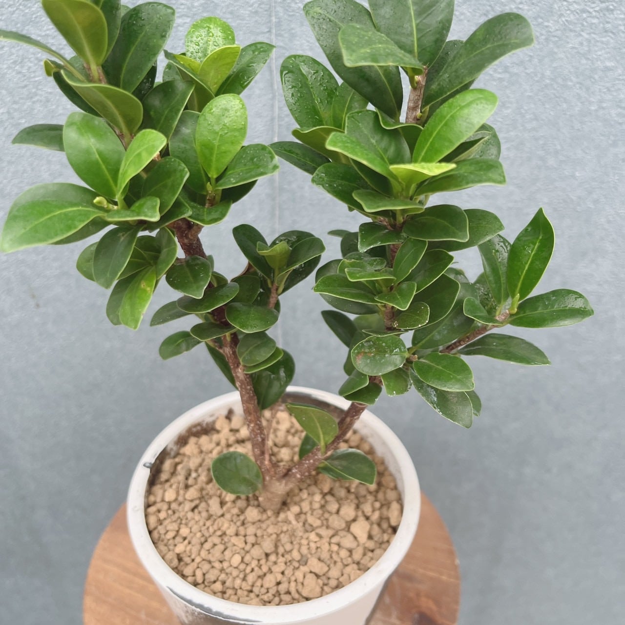 現品］【希少】1番 オキナワコバガジュマル 4号 観葉植物 室内 レア