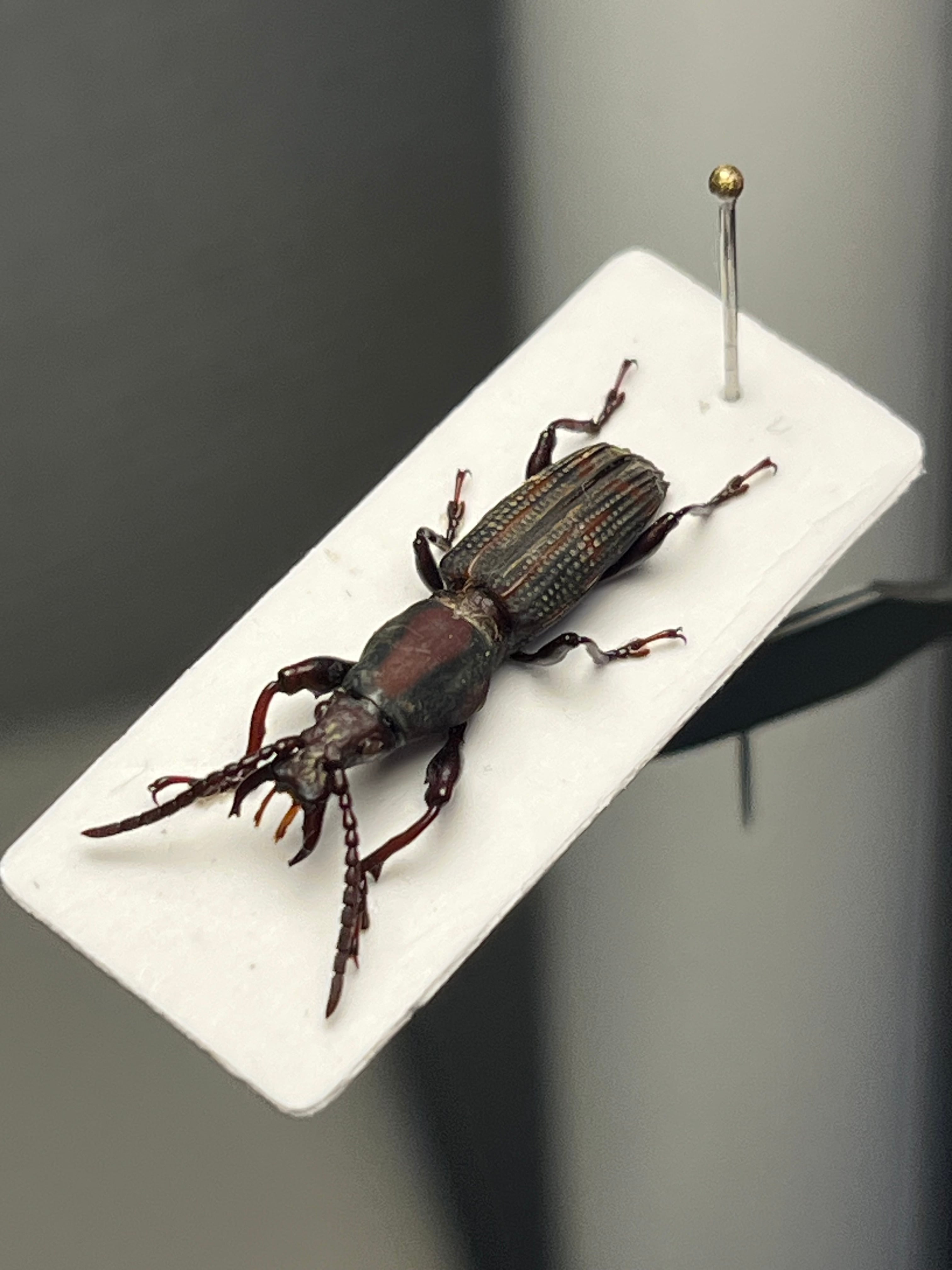 18mm】大顎の発達したミツギリゾウムシの一種 標本ゴミムシダマシ