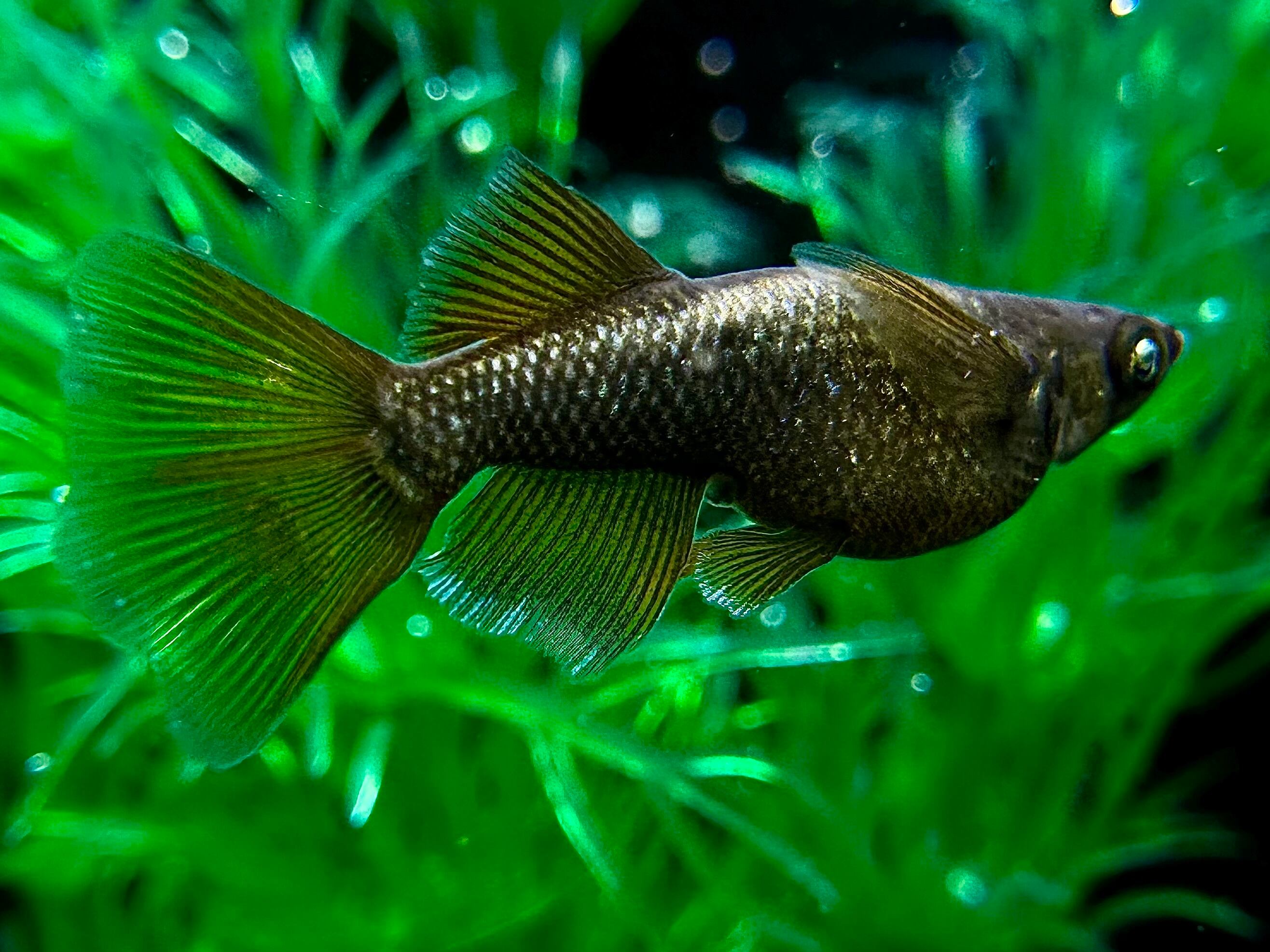 西郷メダカ様ブリード 橙 1ペア