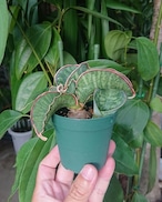 Sansevieria sp. Mafinga Tanzania Dragon サンスベリア ドラゴンウィング NO.2 【送料全国一律500円】