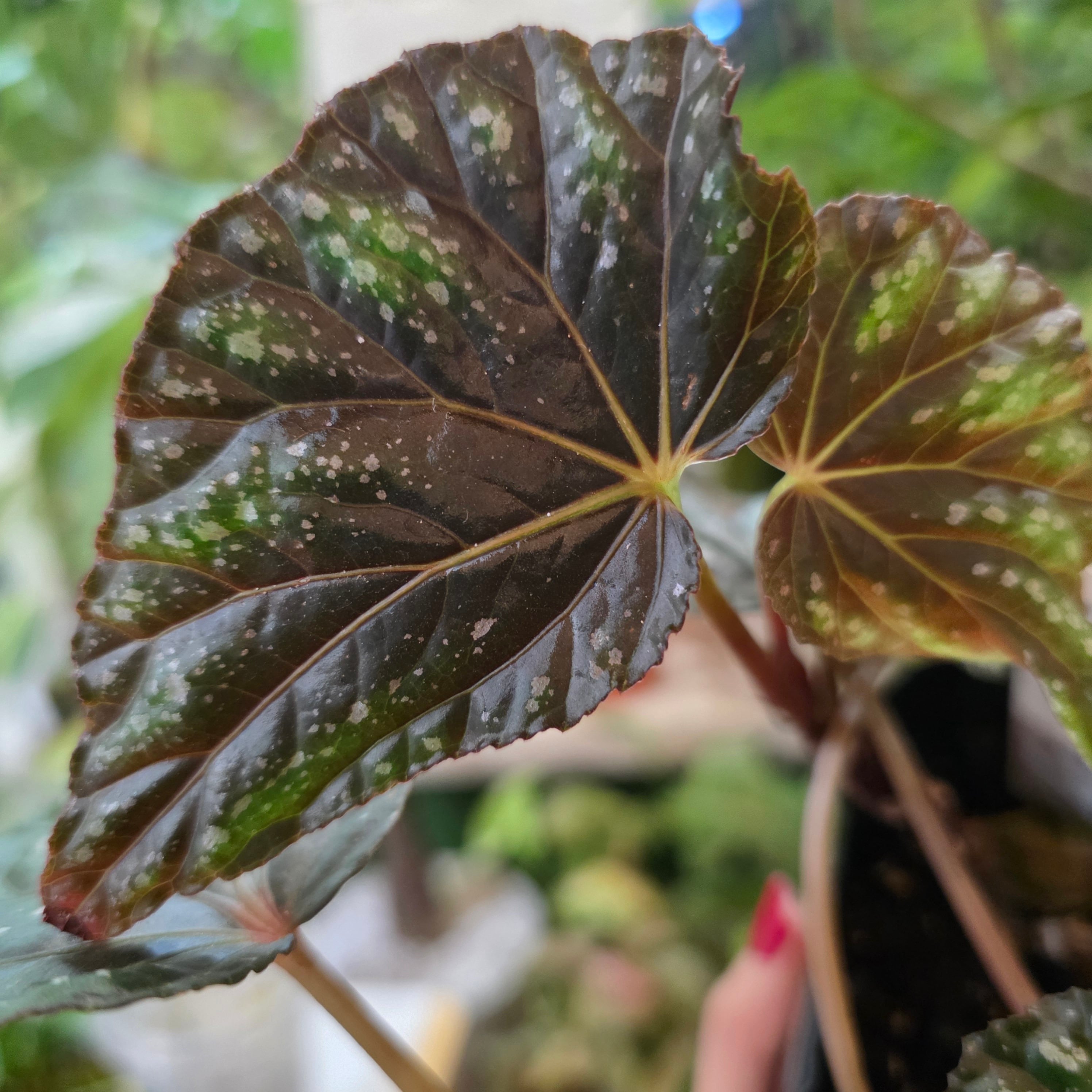 ベゴニア | HAPPAX