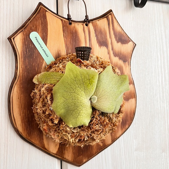 ビカクシダ ウィリンキー 板付 【観葉植物 室内 コウモリラン】