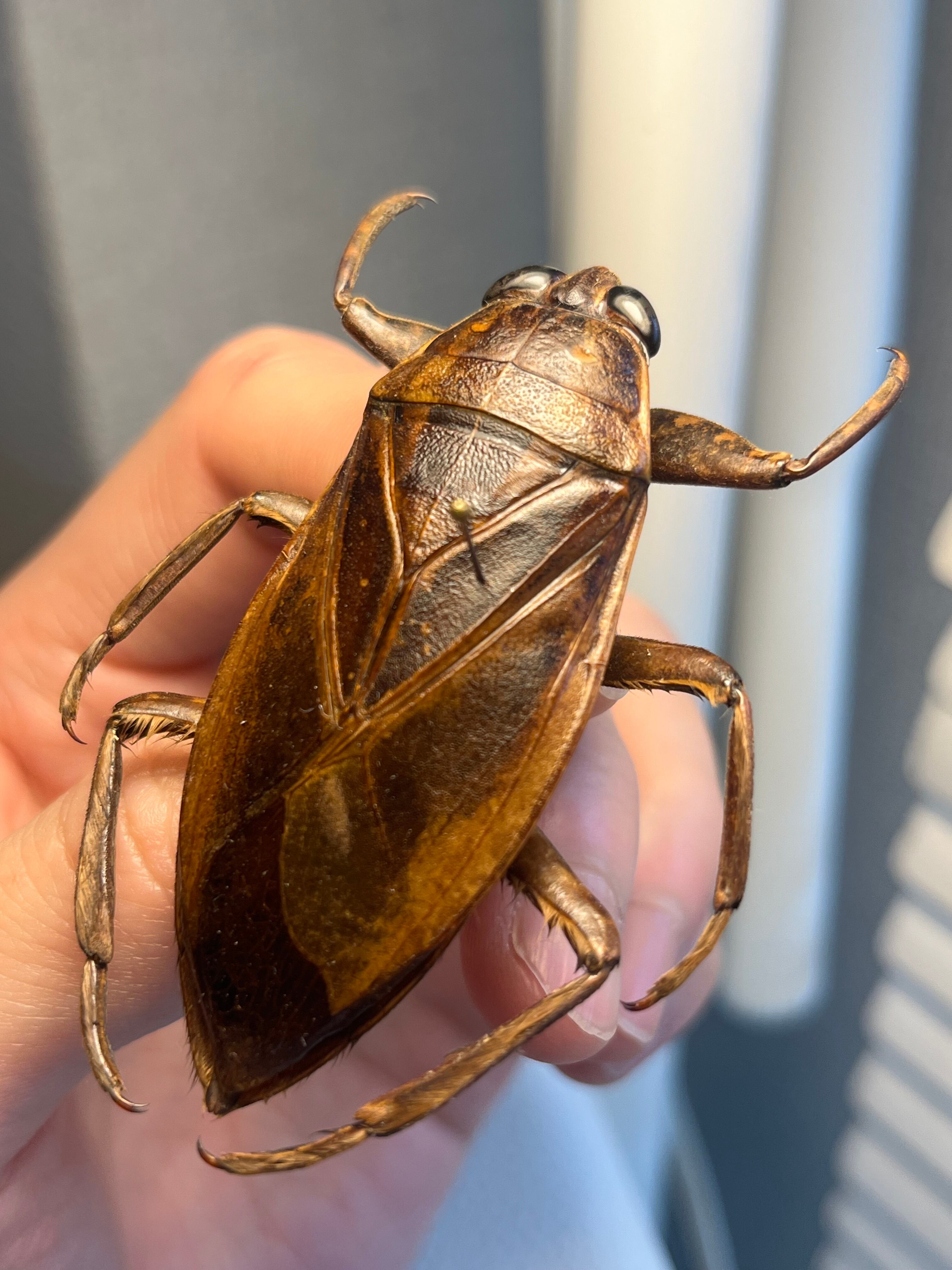 成虫】マキバネコロギス 昆虫標本バッタ キリギリスコロギスリオック直