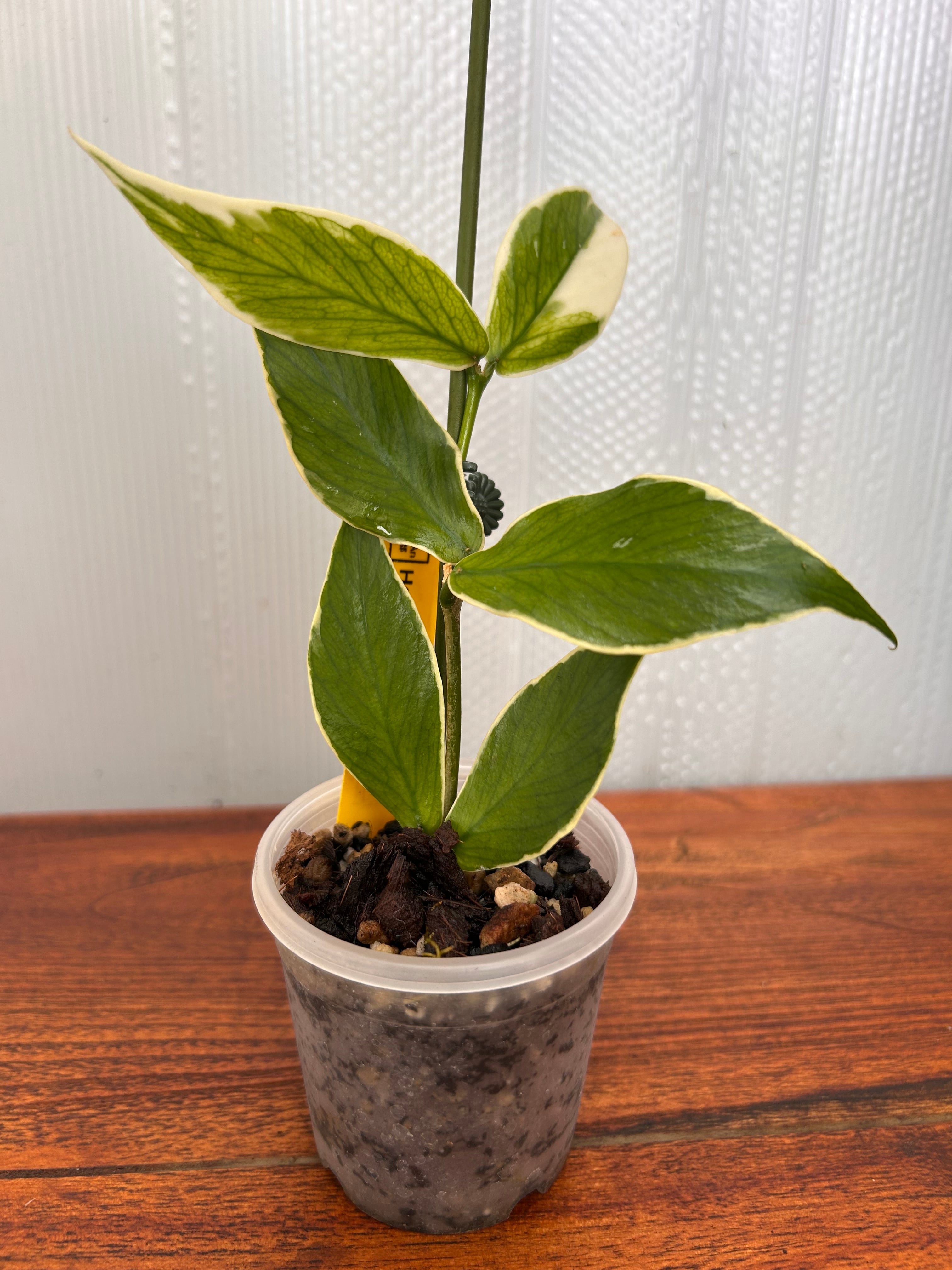 Hoya | BALI-AN 園芸