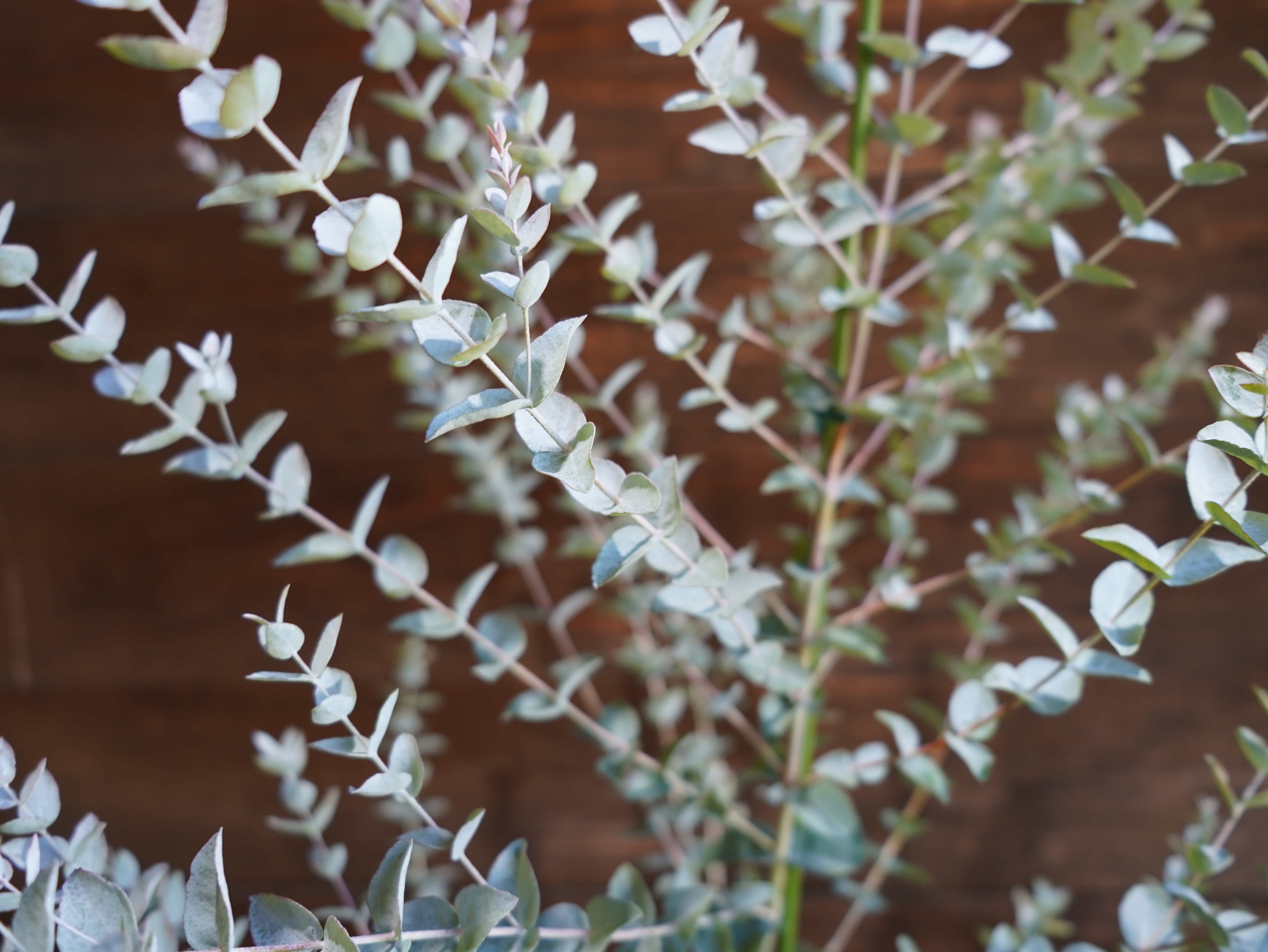 ■ ユーカリ ”ムーンラグーン”　C【現物】