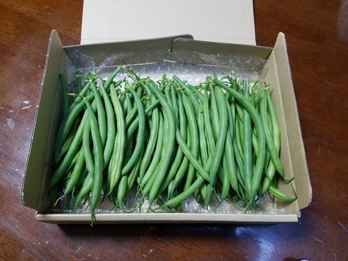 兵庫県産　三度豆（さやいんげん）500ｇ　農家直送　新鮮で柔らかく苦みが少ないです。