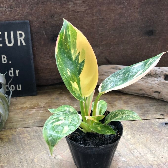 グリーンコンゴ バリエガータ フィロデンドロン 斑入り 希少 観葉植物