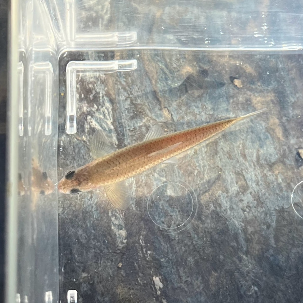 ※珍※（淡水魚）透明鱗タモロコ　8cm±（1匹）（現品）【生体】