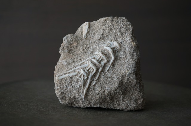 モロッコ産エンコドゥス脊椎化石 Enchodus sp.2429