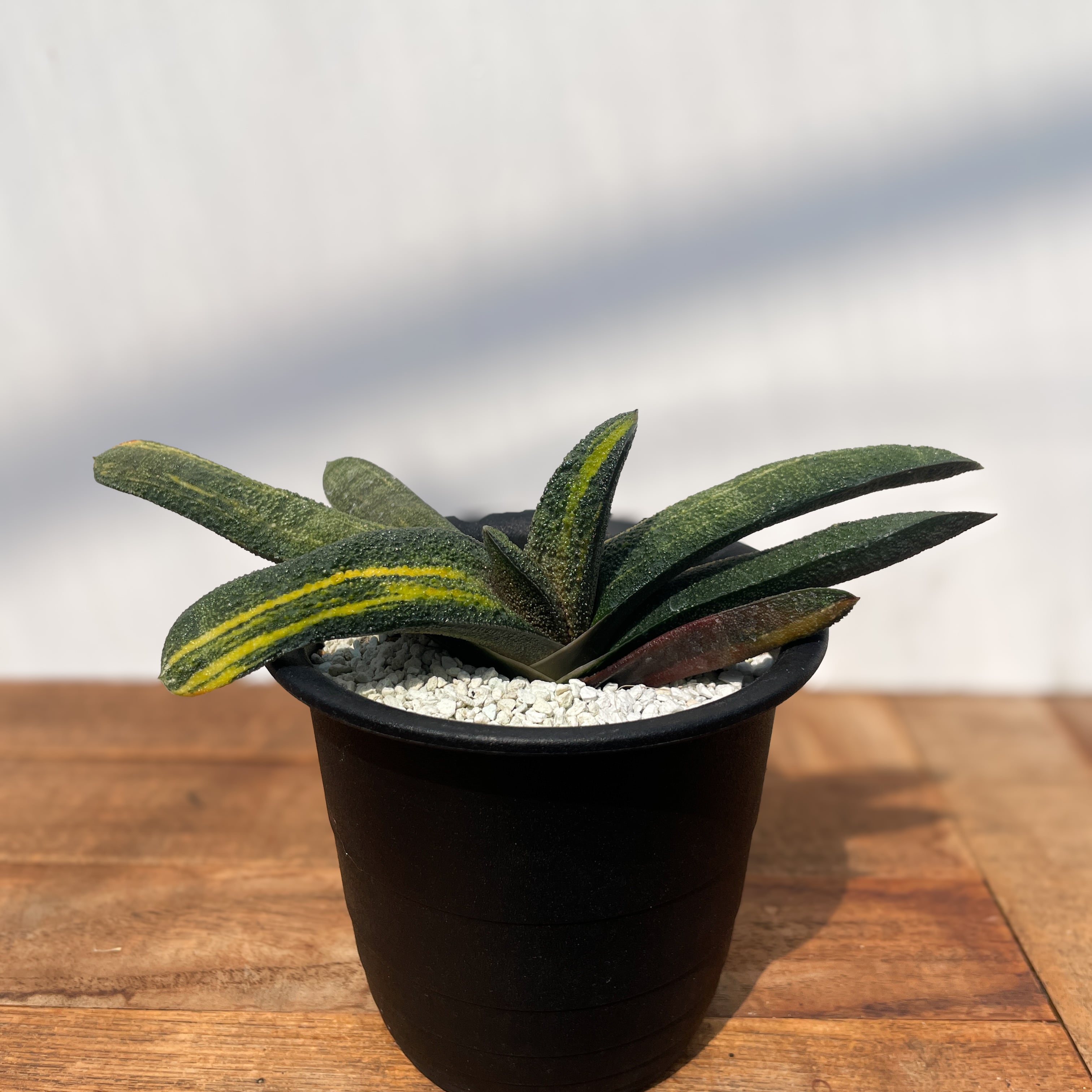 Gasteria batesiana var.'Kokuouten' 【ガステリア・黒鶯囀錦