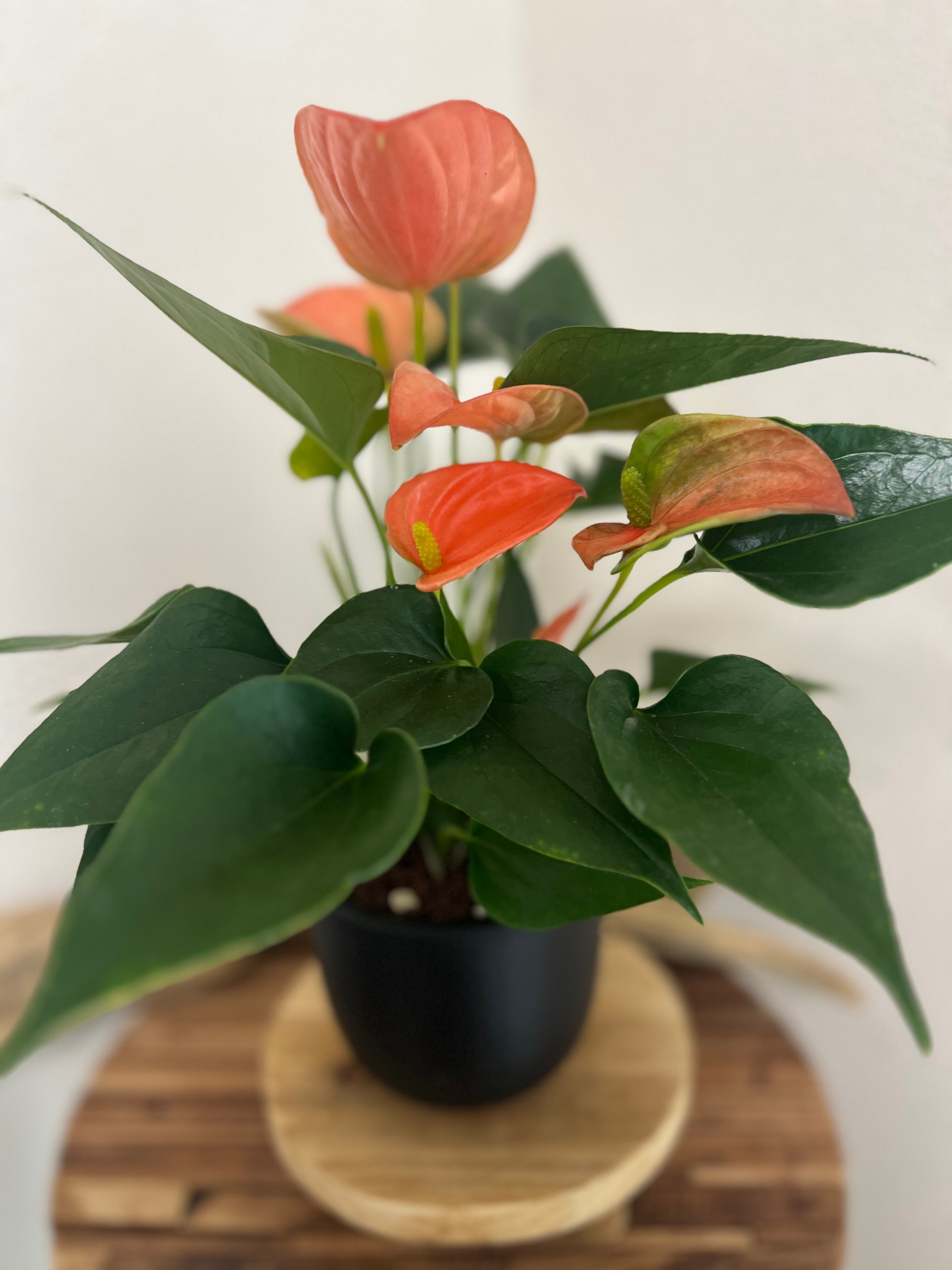 アンスリウム 日向