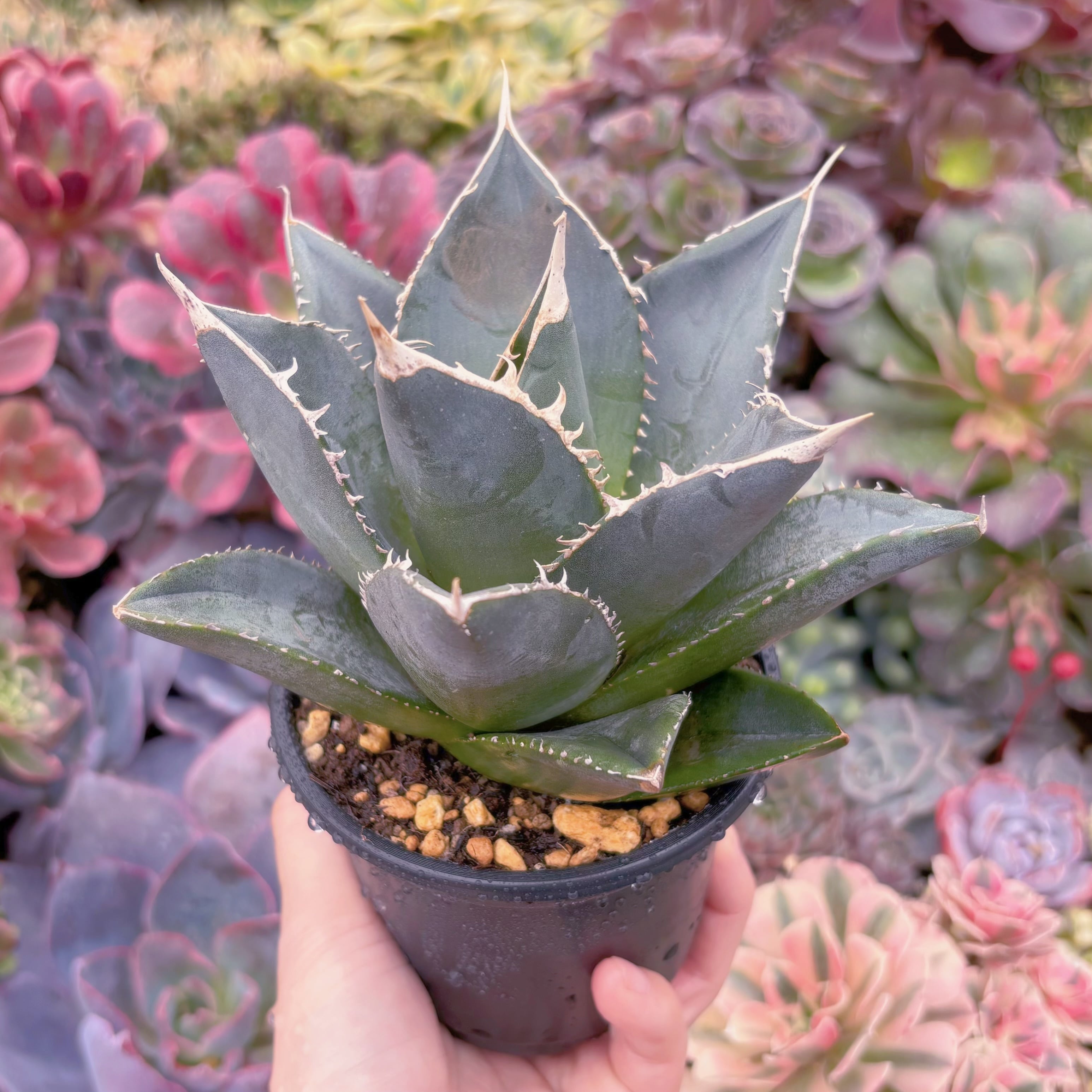 現品　アガベ　虎鯨#A17　新入荷　るる農園